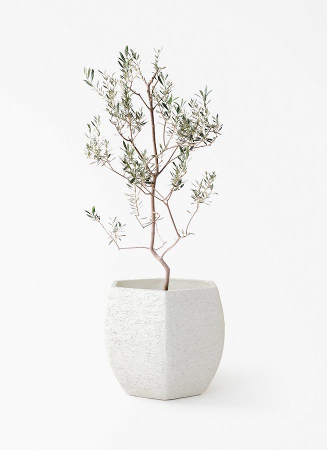 オリーブの木 8号 | 観葉植物 | 送料無料でお届け - Hitohana（ひとはな）