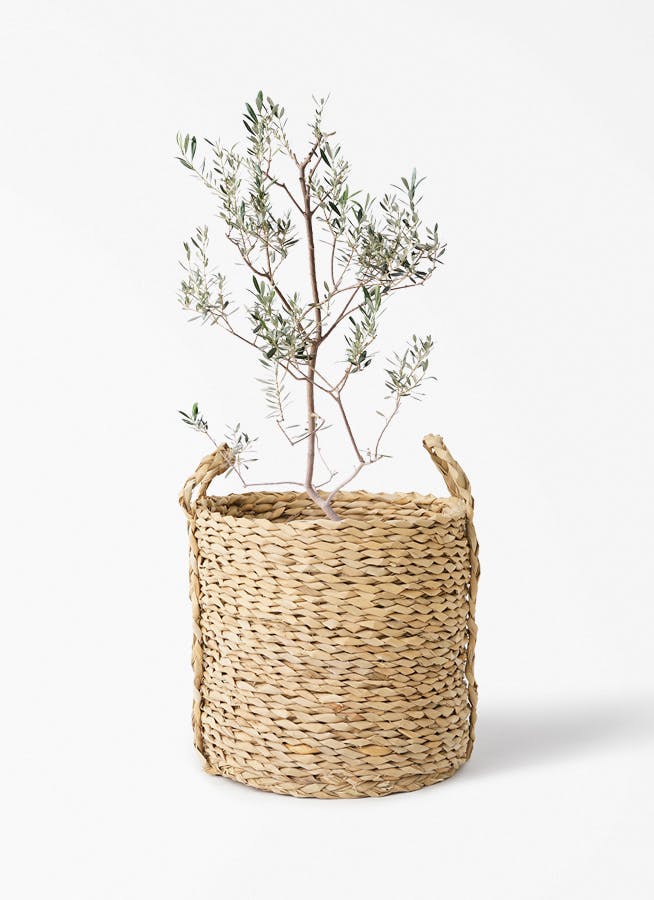 観葉植物 ドラセナ コンシンネ スカーレットアイビス 8号 寄せ