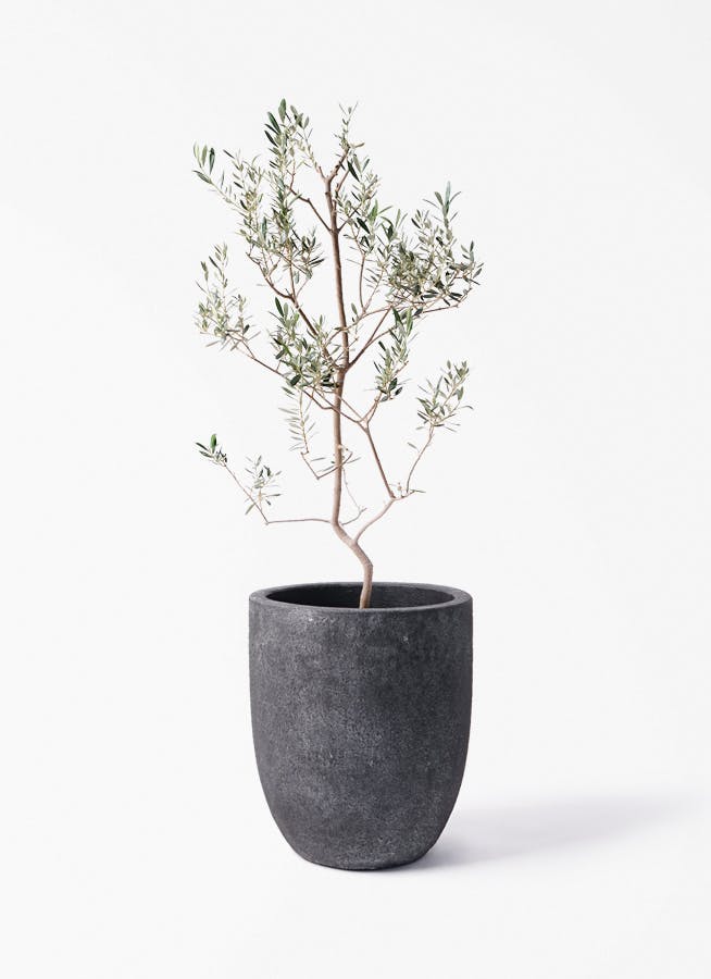 観葉植物 オリーブの木 8号 カヨンヌ フォリオアルトエッグ ブラック