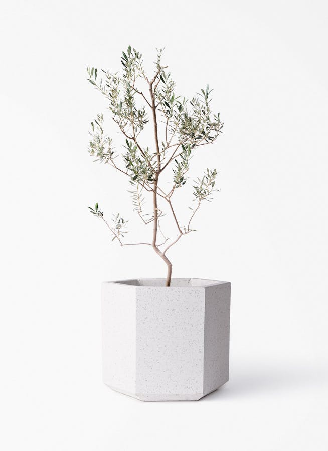 ［現品］5番　ドラセナ　コンシンネ　レインボー　8号　観葉植物　スタイリッシュ コンシンネ・レインボー 8号 | HITOTOKI by MAKIMO PLANT