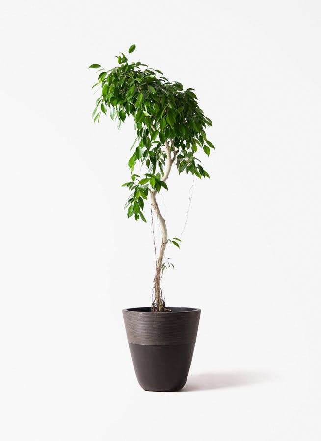 観葉植物 オリーブの木 8号 オヒブランカ ジュピター 黒 付き / 小倉園