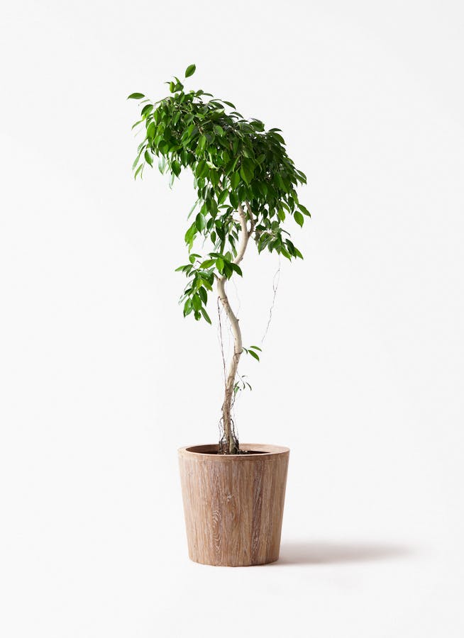 観葉植物 フィカス ベンガレンシス 10号 寄せ ウッドプランター 付き