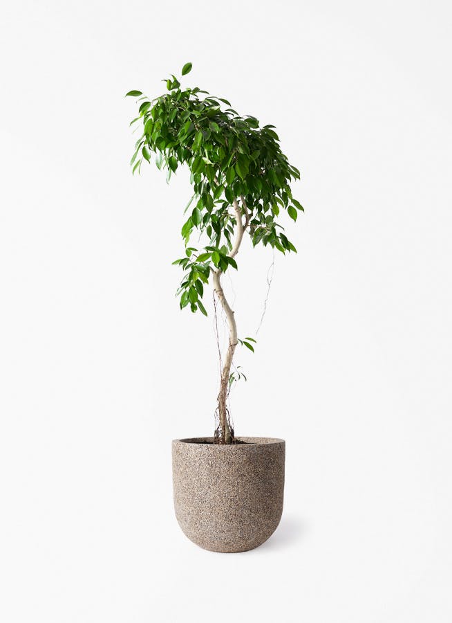 観葉植物 ソテツ 10号 ネイチャーズキャスト ユーポット ベージュ 付き