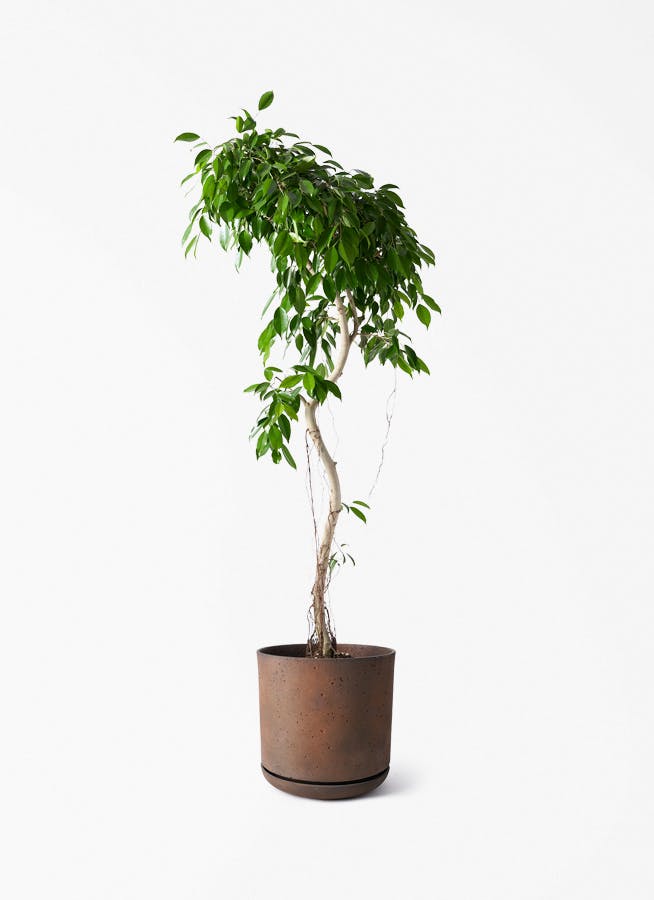 観葉植物 フィカス ベンジャミン 9号 ヌダ ライム ドゥオ ユーポット