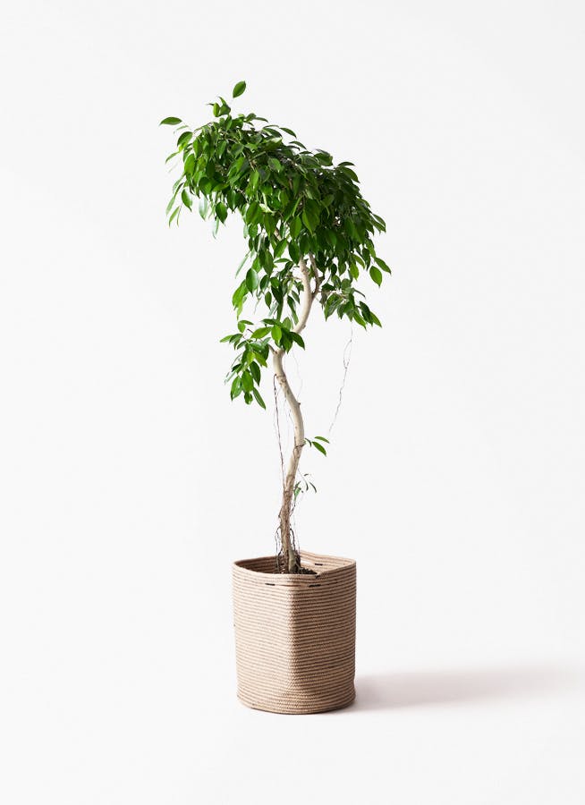 観葉植物 コルディリネ ストリクタ 10号 リブバスケットNatural 付き