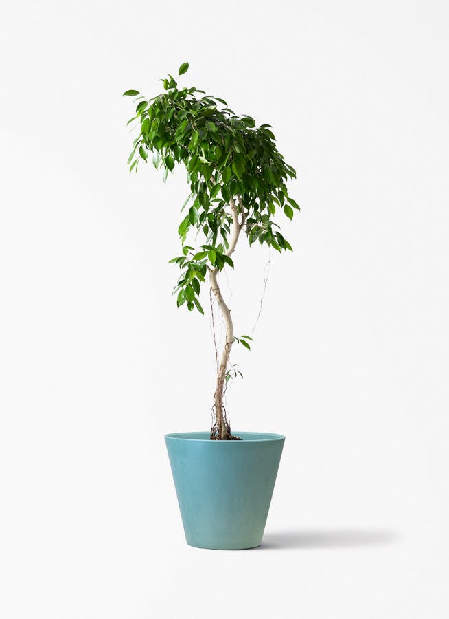 9号サイズの観葉植物 | 通販専門店 HitoHana(ひとはな) 9号サイズの観葉植物 | 通販専門店 HitoHana(ひとはな)