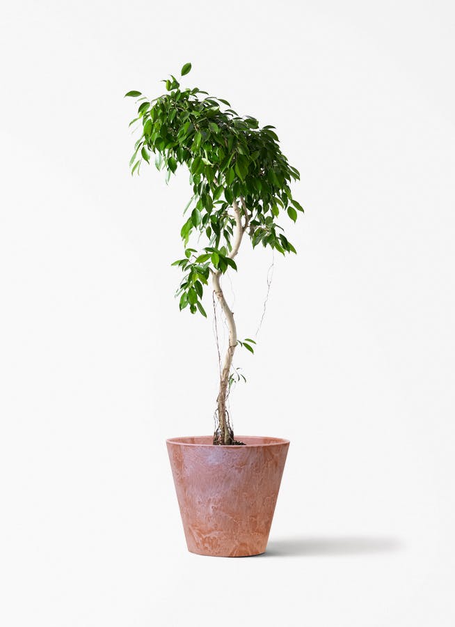 観葉植物 トックリラン ポニーテール 10号 アートストーン ラウンド