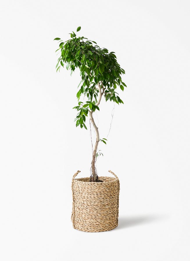 観葉植物アルテシーマ 観葉植物 フィカス アルテシーマ 4号 曲り ハンネ 16 Y イエロー 付き