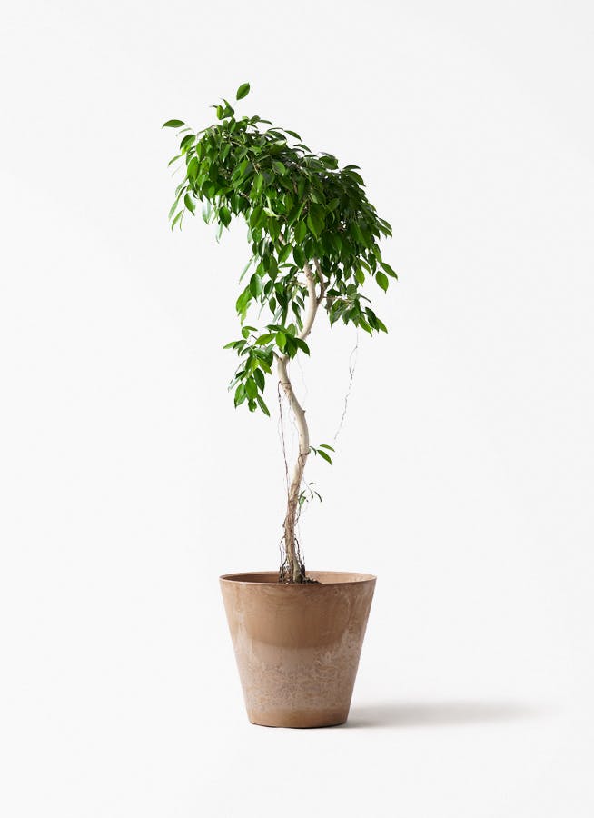 観葉植物 ドラセナ コンシンネ レインボー 10号 曲り アートストーン