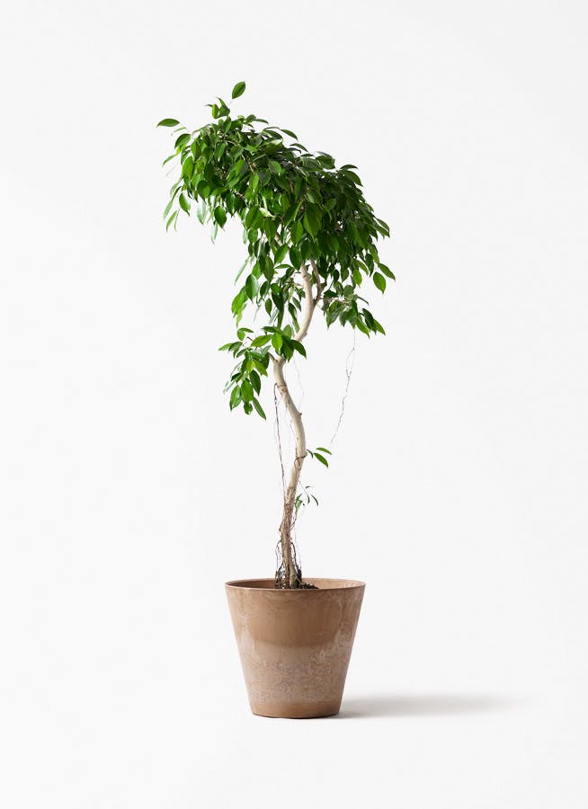 観葉植物 オリーブの木 8号 カヨンヌ アートストーン ラウンド