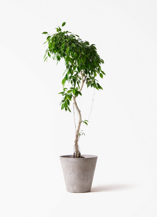 観葉植物 オリーブの木 8号 ハーディーズマンモス アートストーン