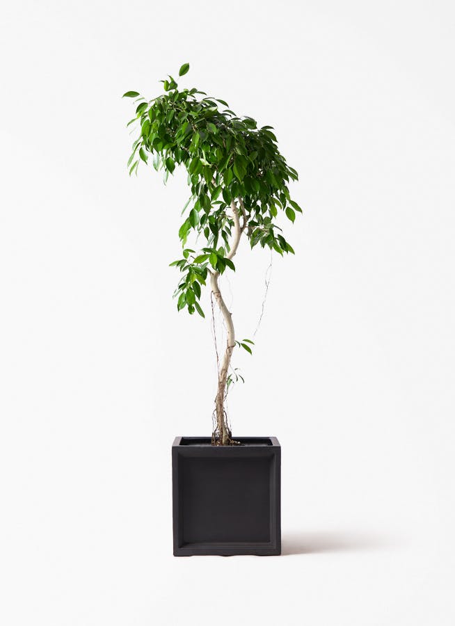 観葉植物 ドラセナ カンボジアーナ 8号 ブリティッシュキューブ 付き