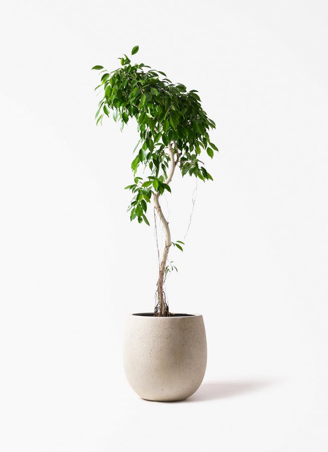フィカス ベンジャミンを価格で選ぶ | 観葉植物 | 送料無料でお届け