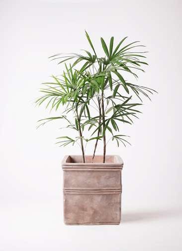 観葉植物 シュロチク（棕櫚竹） 8号 テラアストラ カペラキュビ 赤茶色 付き