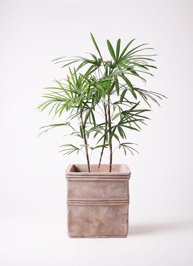 観葉植物 シュロチク（棕櫚竹） 8号 テラアストラ カペラキュビ 赤茶色 付き | 観葉植物ならHitoHana(ひとはな)