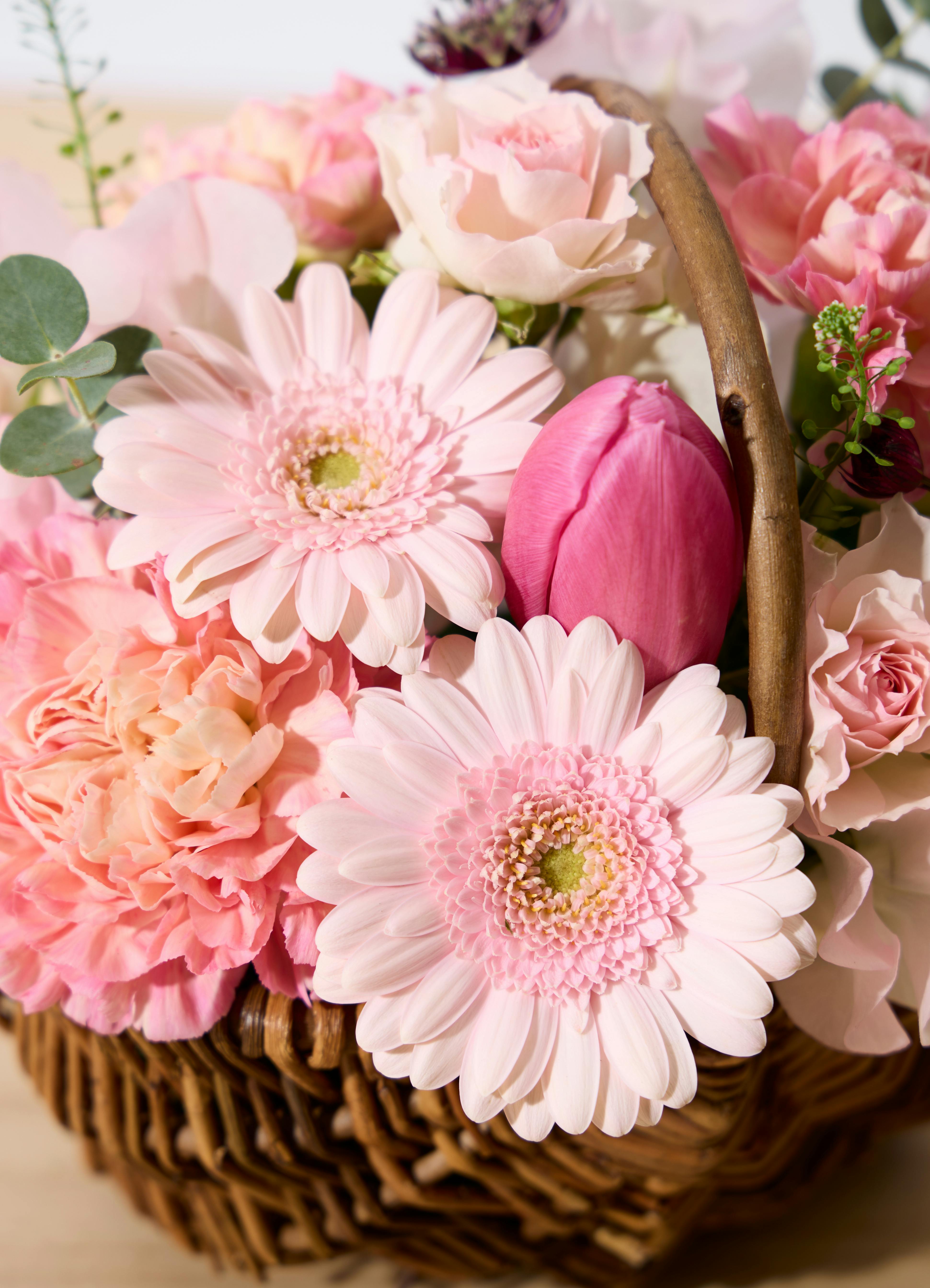 立春のアレンジメント チューリップとガーベラ ピンク S