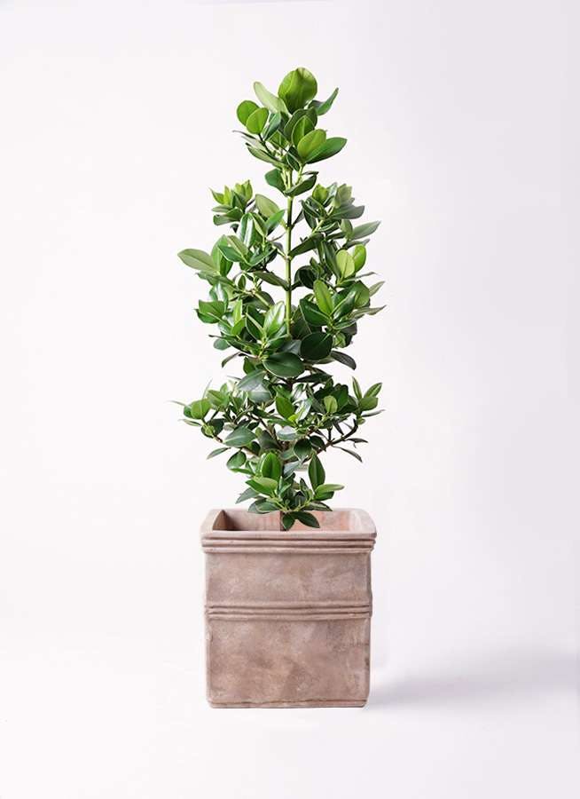 観葉植物 クルシア ロゼア プリンセス 8号 テラアストラ カペラキュビ 赤茶色 付き