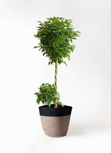 フィカス ベンジャミン 観葉植物通販hitohana ひとはな フィカス ベンジャミン 観葉植物通販hitohana ひとはな