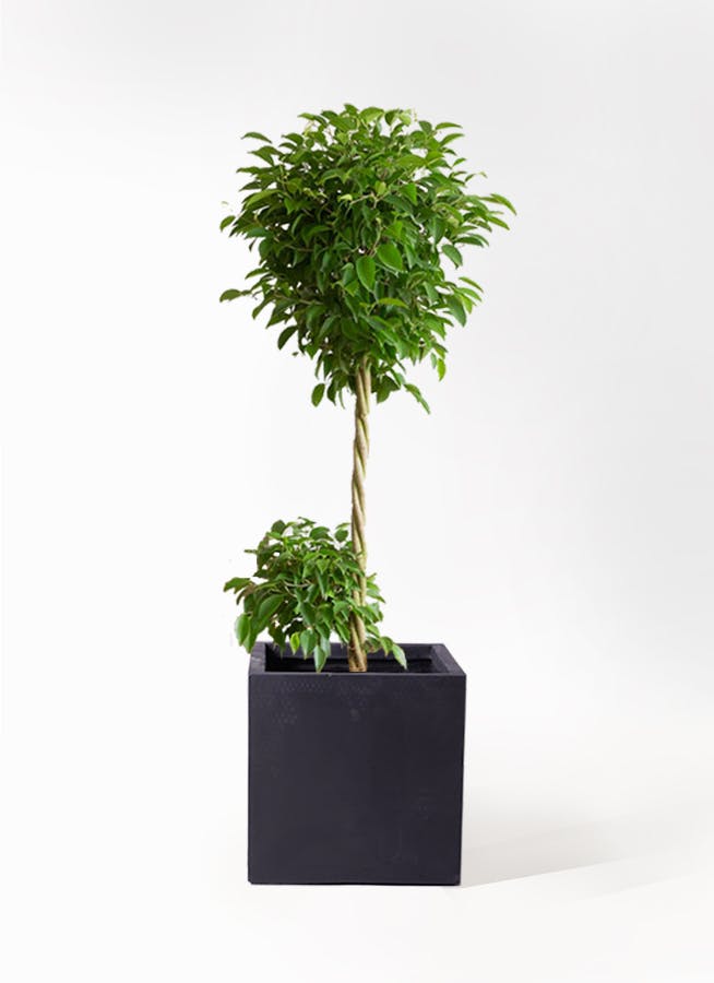 ベンジャミン 大型 | 観葉植物通販HitoHana(ひとはな)