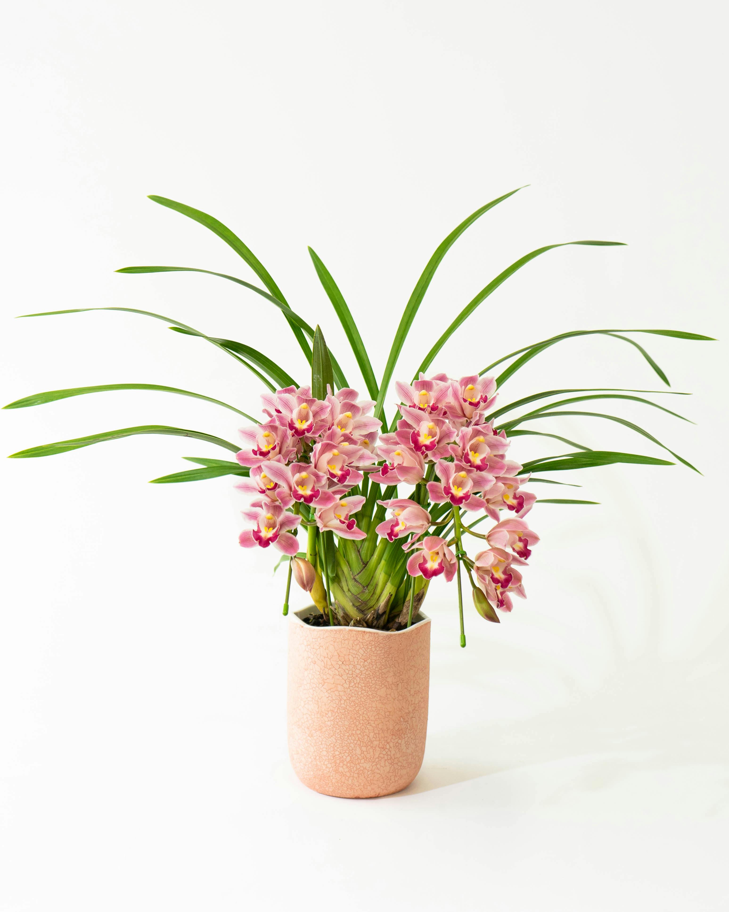 洋ラン等　まとめて譲渡 産地直送(産直)の洋蘭 | HitoHana（ひとはな）