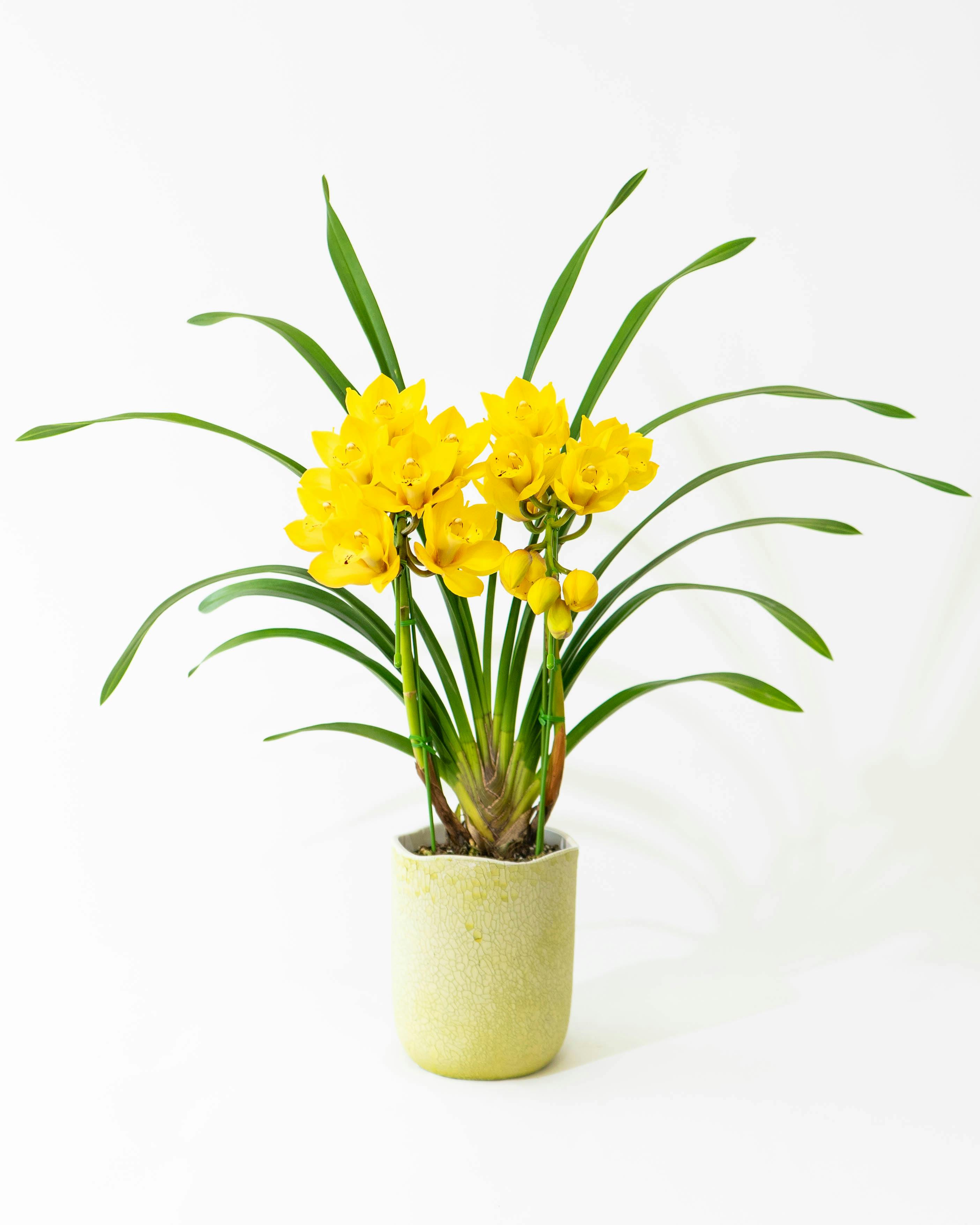 HitoHana（ひとはな）｜洋蘭 | 洋蘭・東洋蘭ならHitoHana(ひとはな)