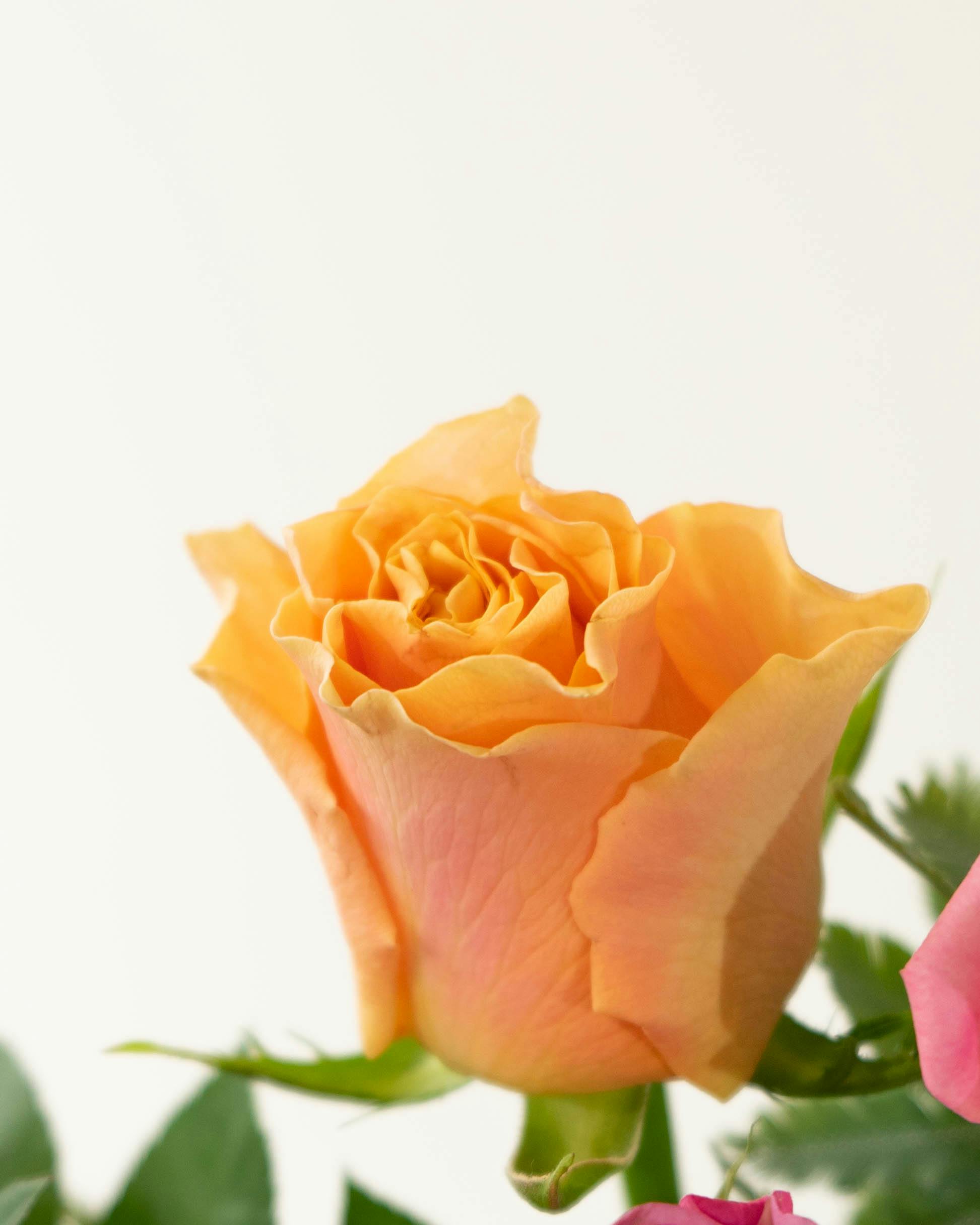 産地直送 そのまま飾れる バラ花束 ミックス（6本入り）／愛知 榊原