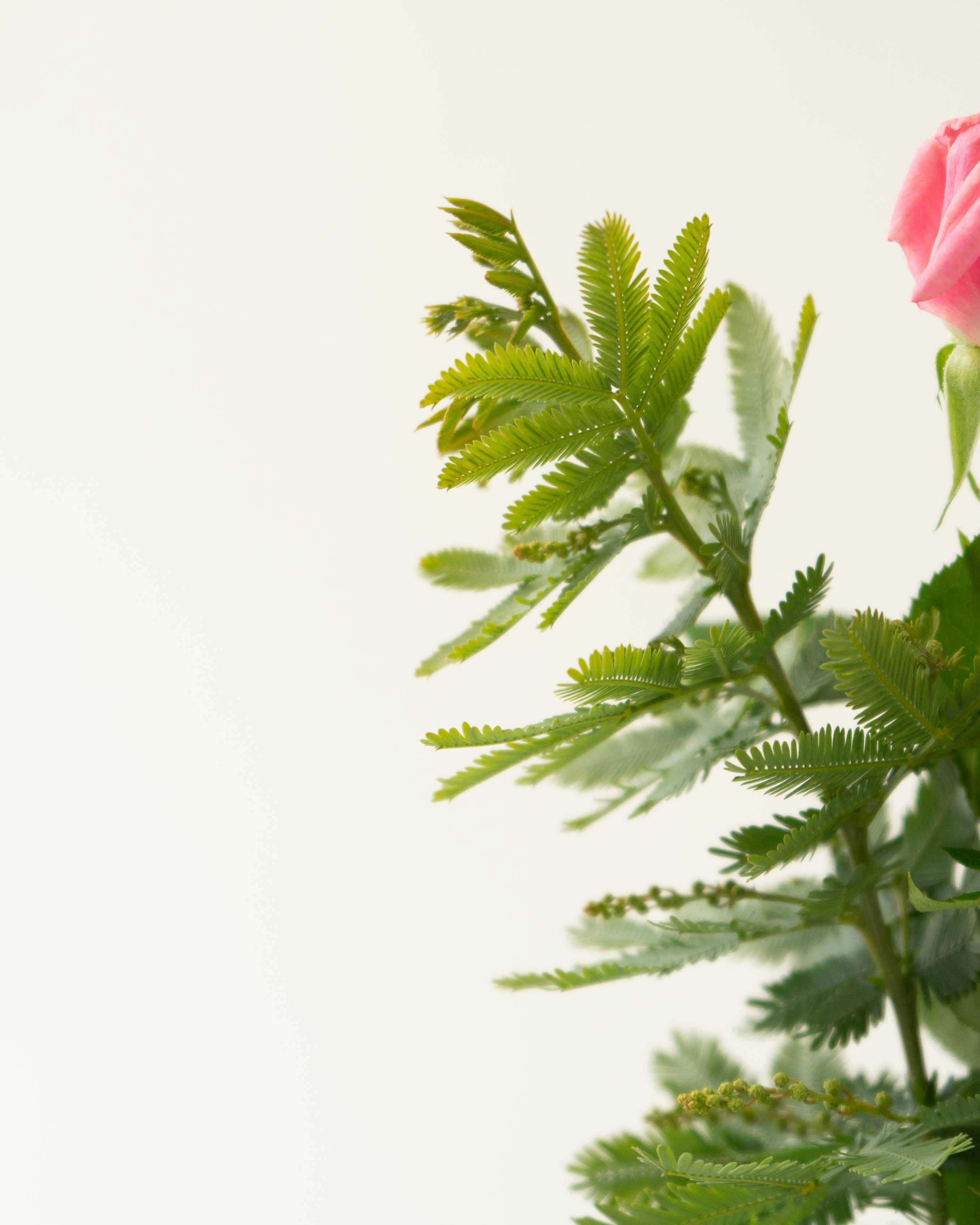 産地直送 そのまま飾れる バラ花束 ミックス（6本入り）／愛知 榊原