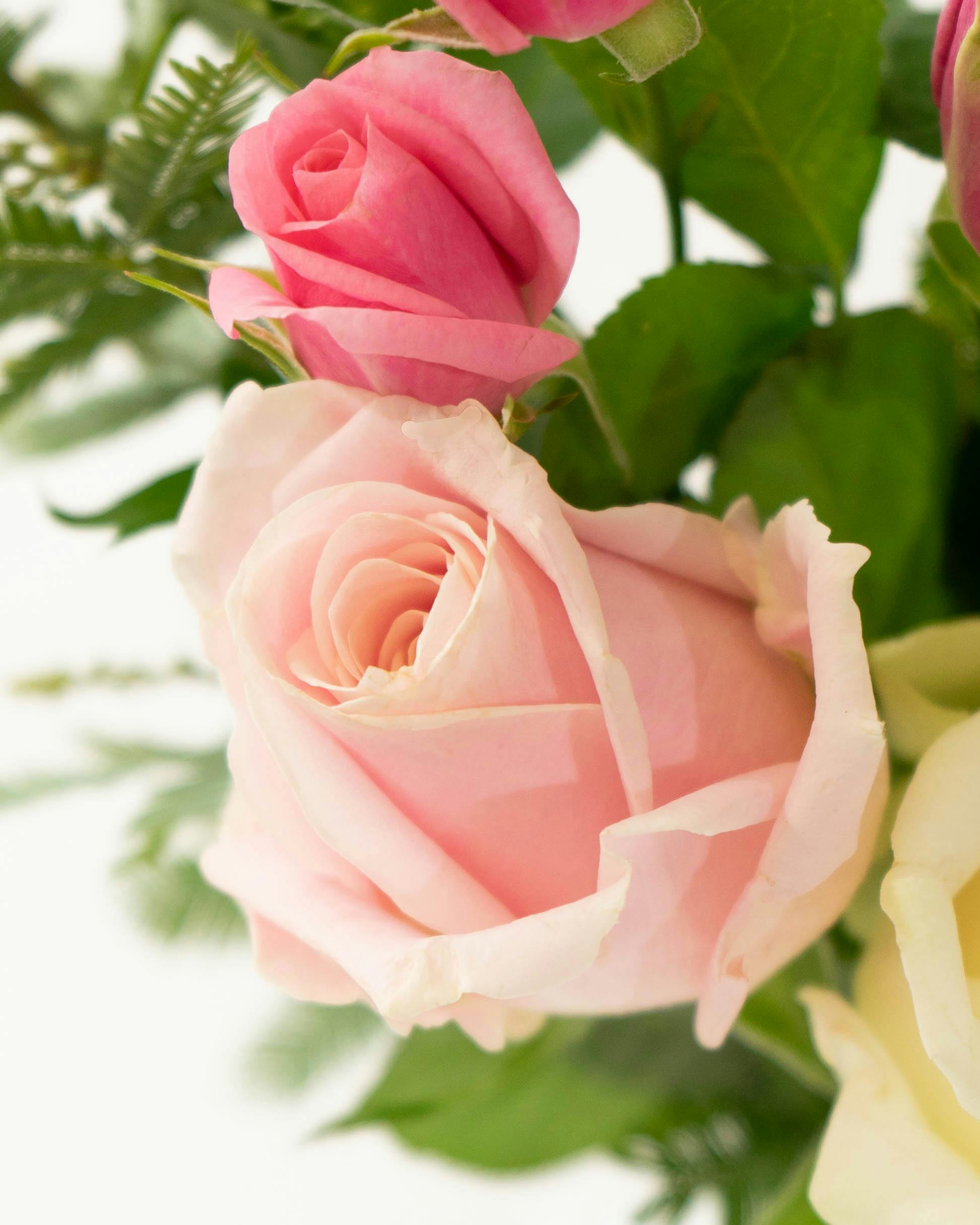 産地直送 そのまま飾れる バラ花束 ミックス（6本入り）／愛知 榊原