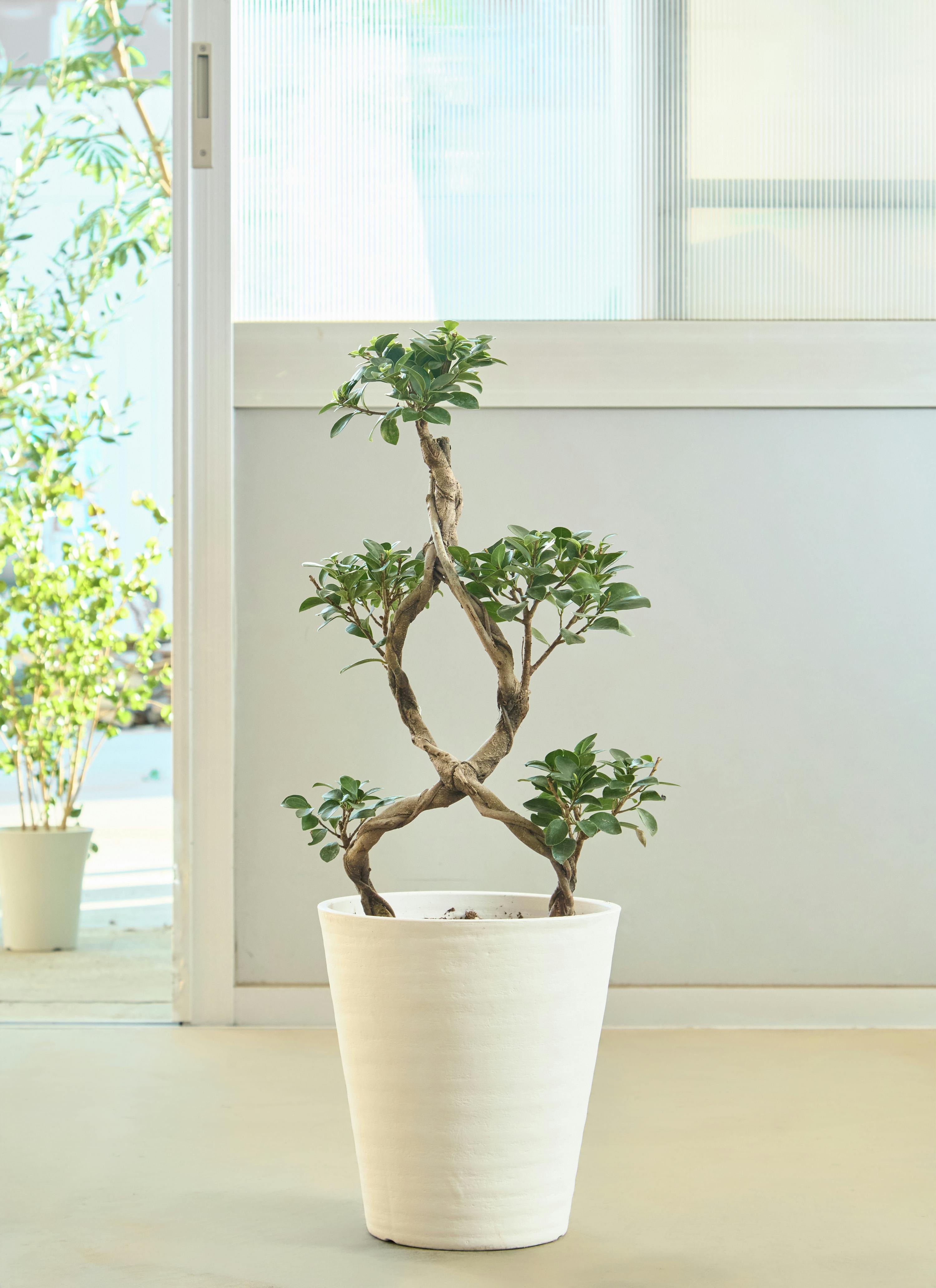 パンダガジュマル　8号サイズ 園芸ネット本店｜（わけあり特価）パンダガジュマル 8号鉢植え* の通販