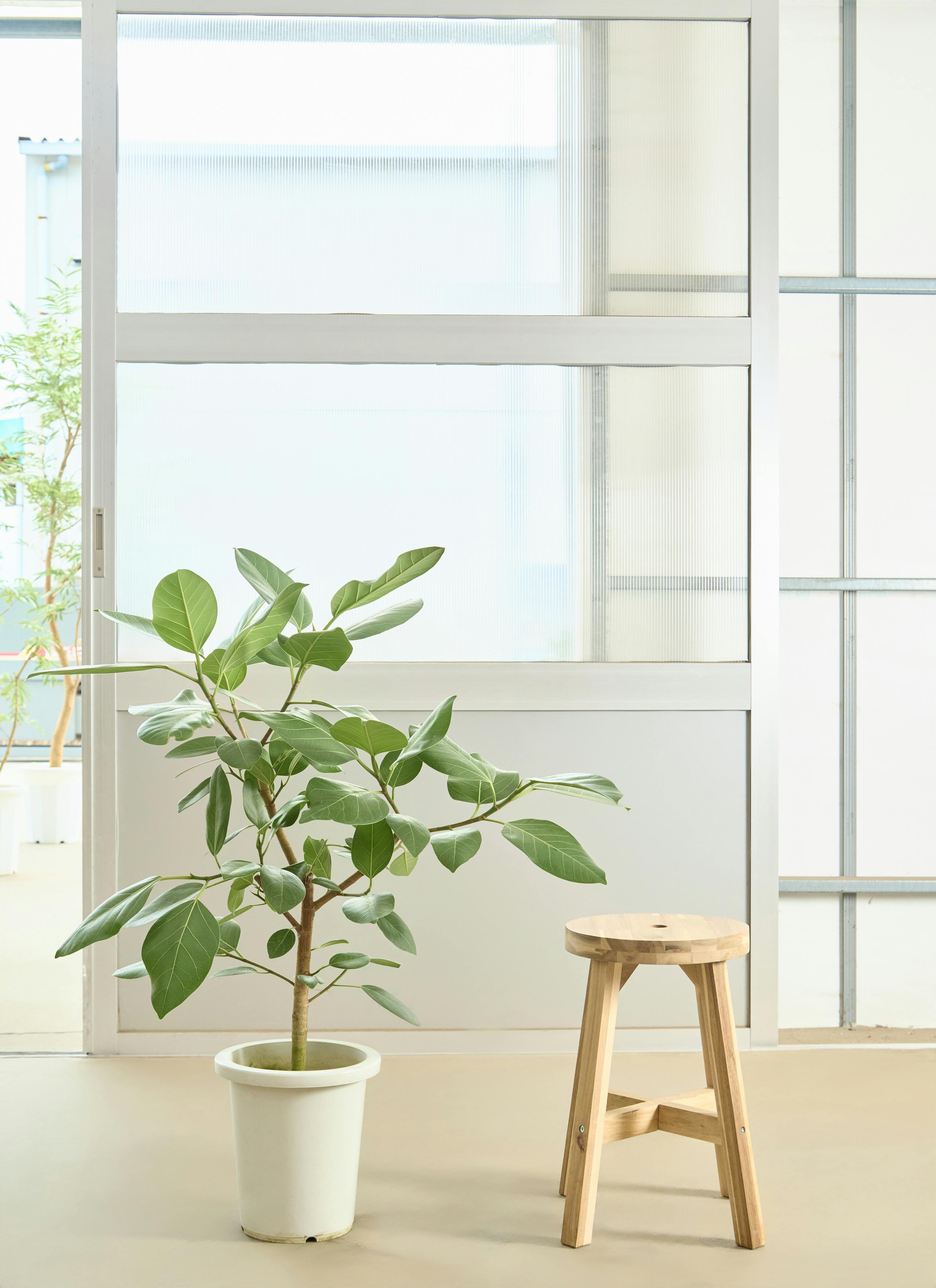 フィカス アルテシーマ 1点もの（現品・現物） | 観葉植物 - HitoHana