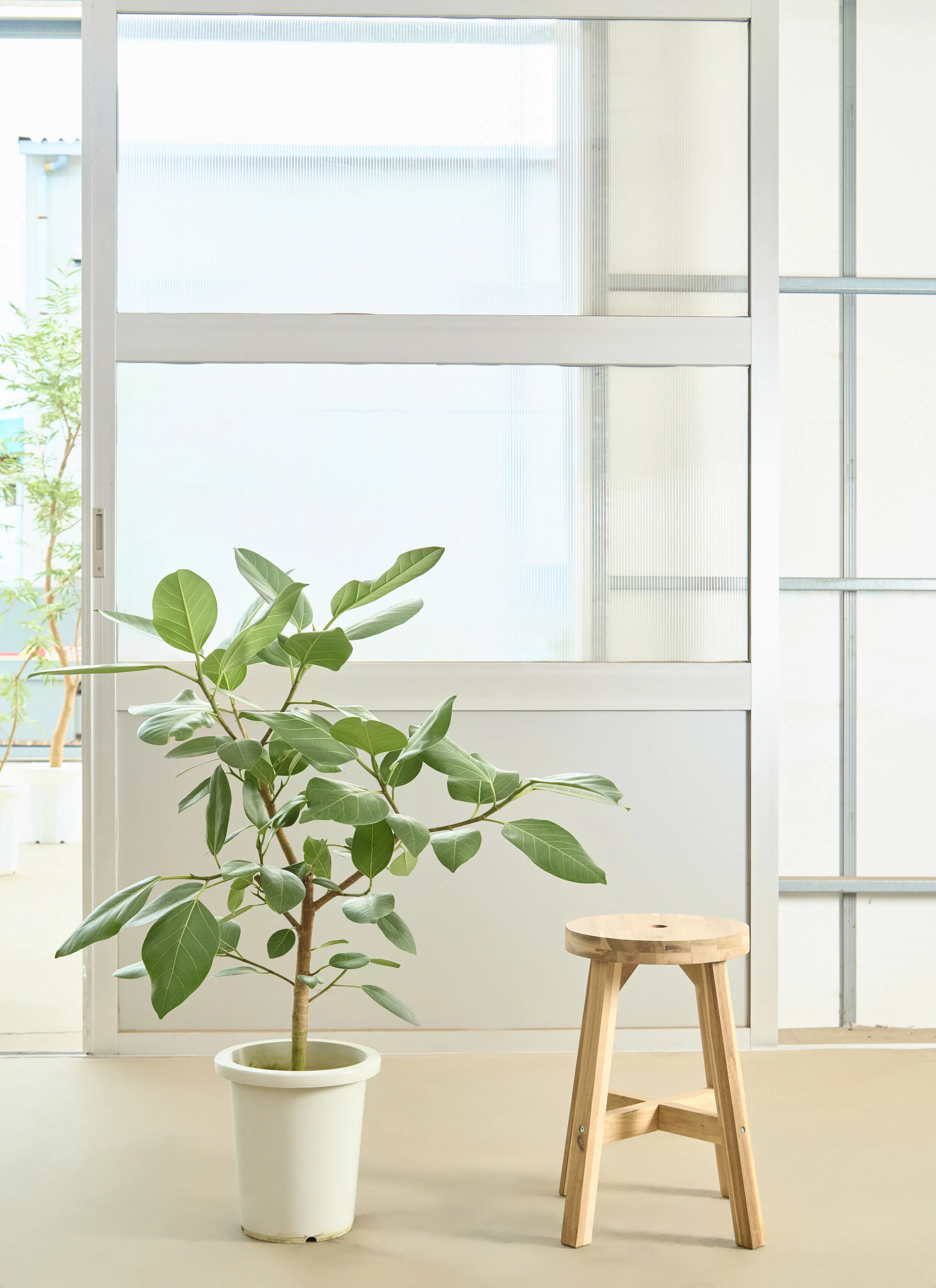 フィカス アルテシーマ 1点もの（現品・現物） | 観葉植物 - HitoHana