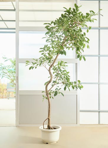 観葉植物 ガジュマル 8号 ファイバークレイ Gray 付き | 観葉植物なら