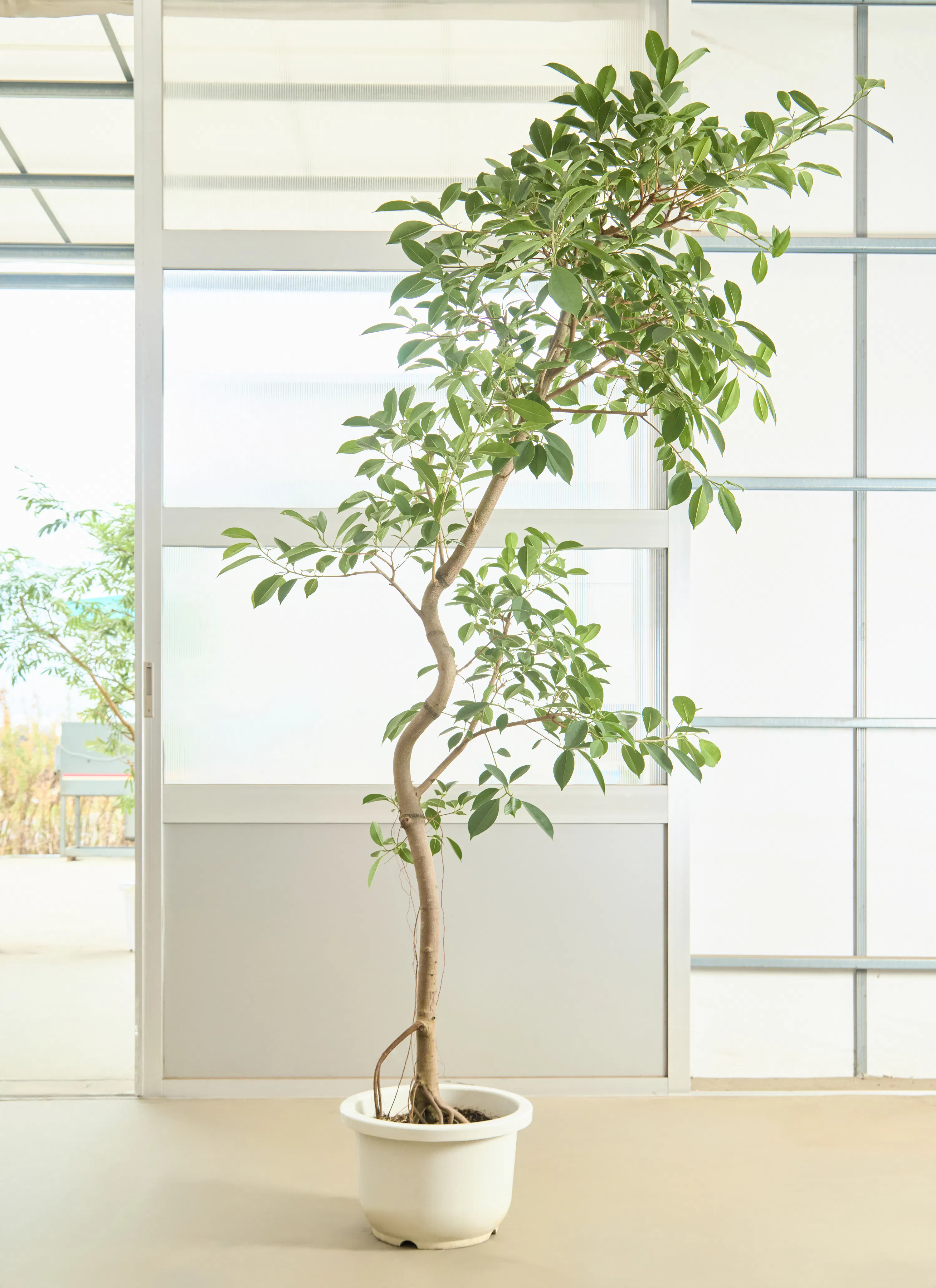 インテリアにおしゃれな観葉植物を | HitoHana（ひとはな）