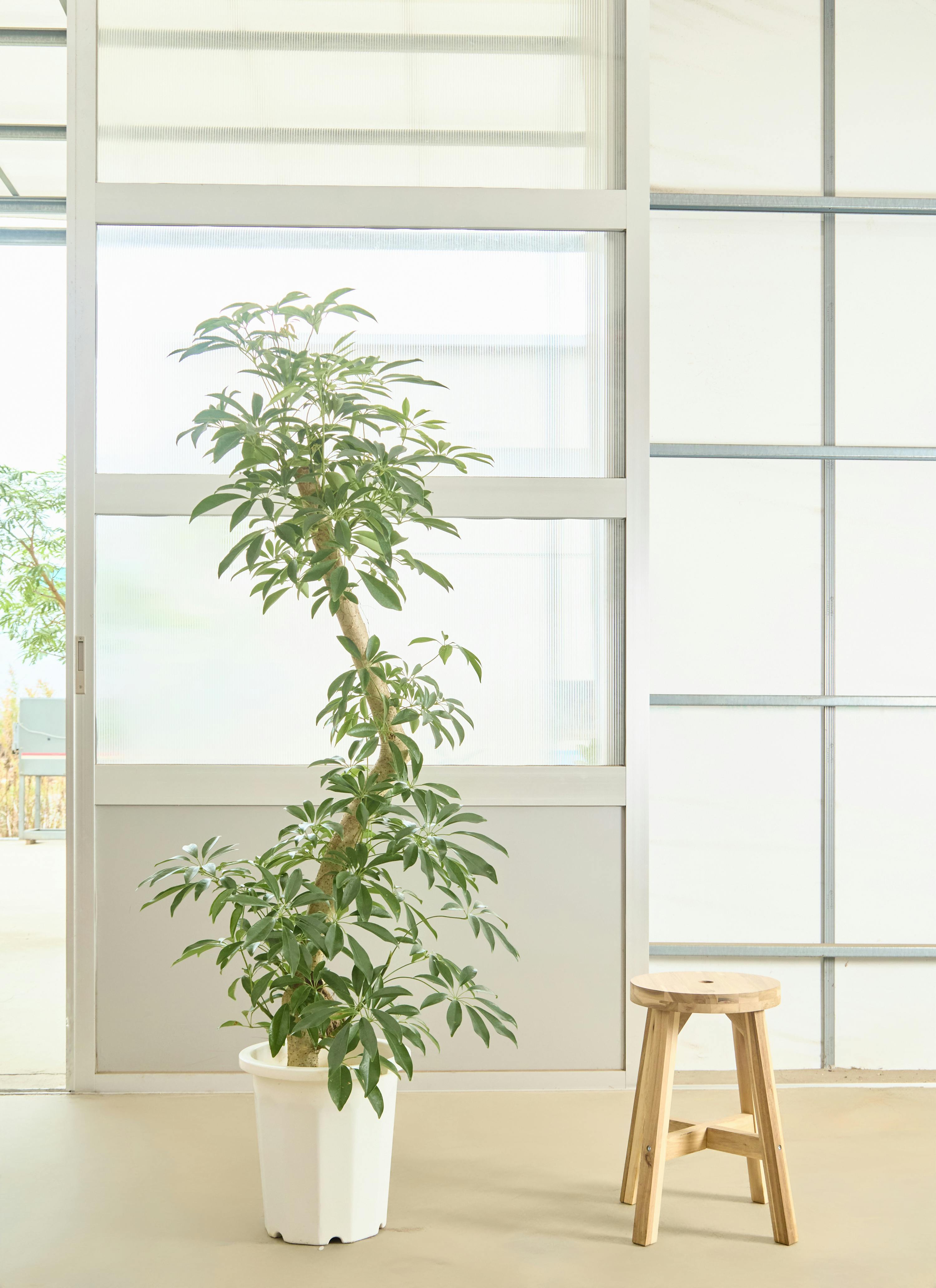 シェフレラ・カポック 白鉢 楽天市場】白斑 シェフレラ ミルキー 高さ約145cm前後 陶器鉢 白 9号