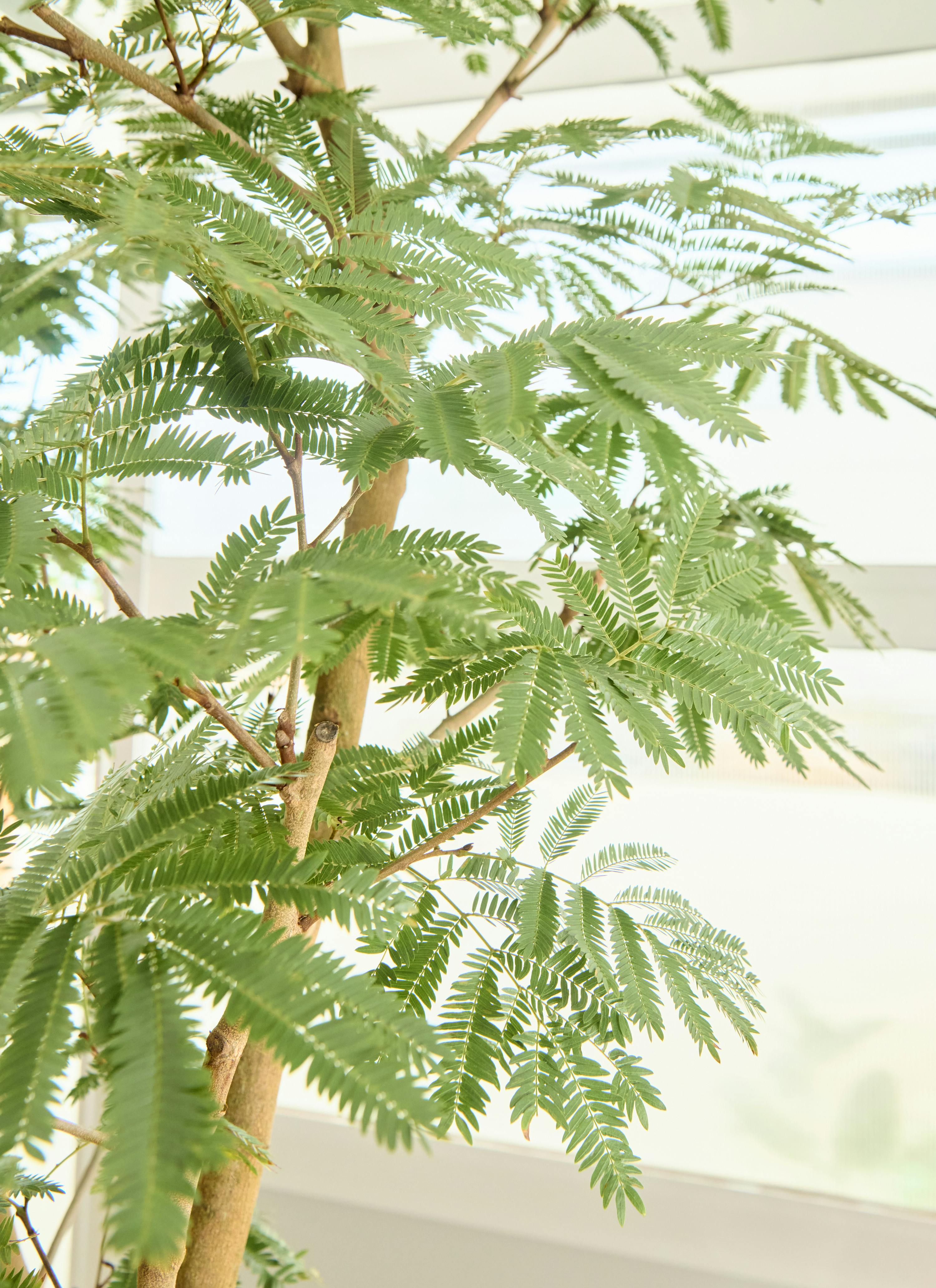 観葉植物 エバーフレッシュ【225cm】10号 プラスチック鉢 #70005 ※1都3