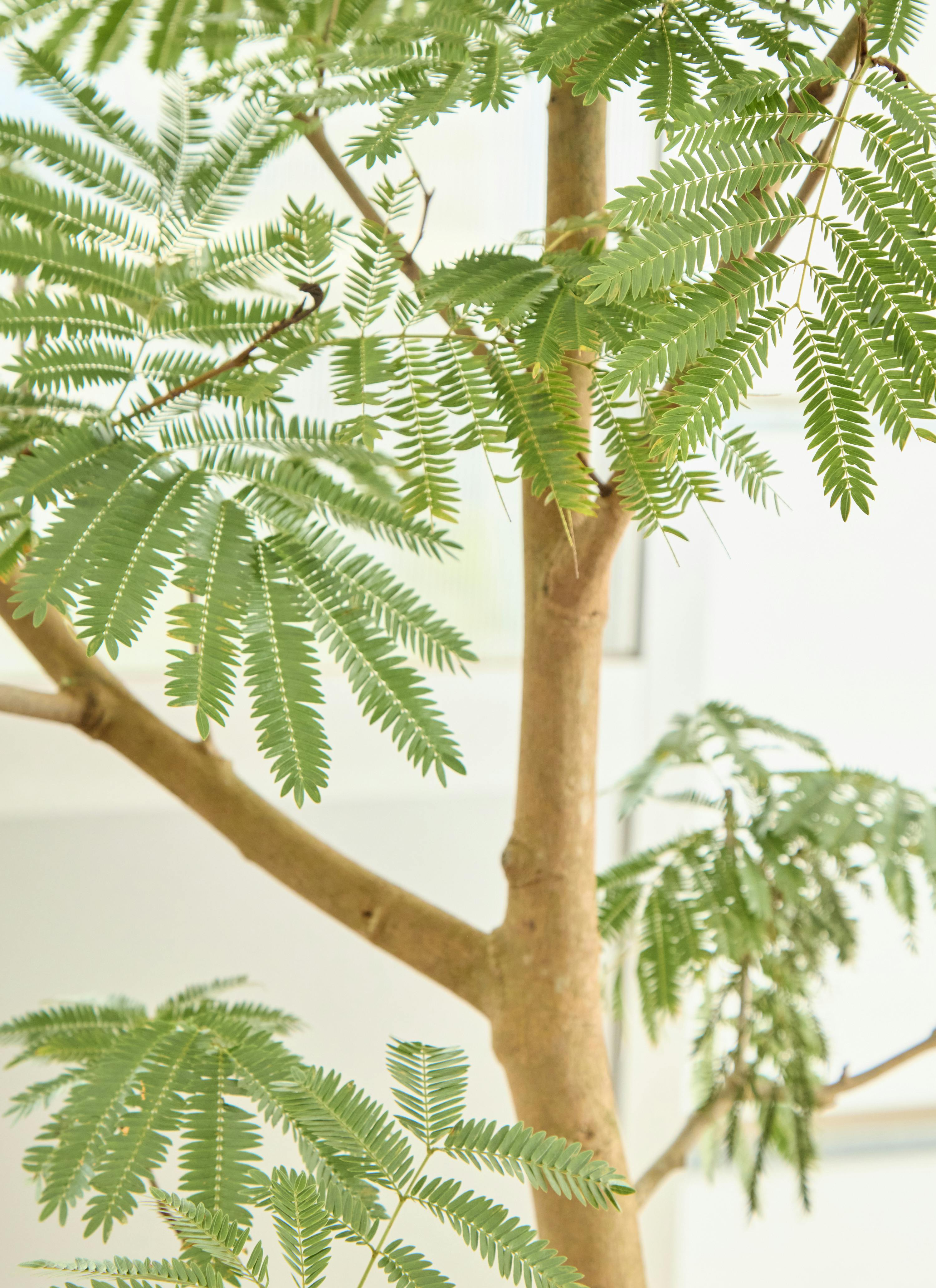 観葉植物 エバーフレッシュ【225cm】10号 プラスチック鉢 #70005 ※1都3