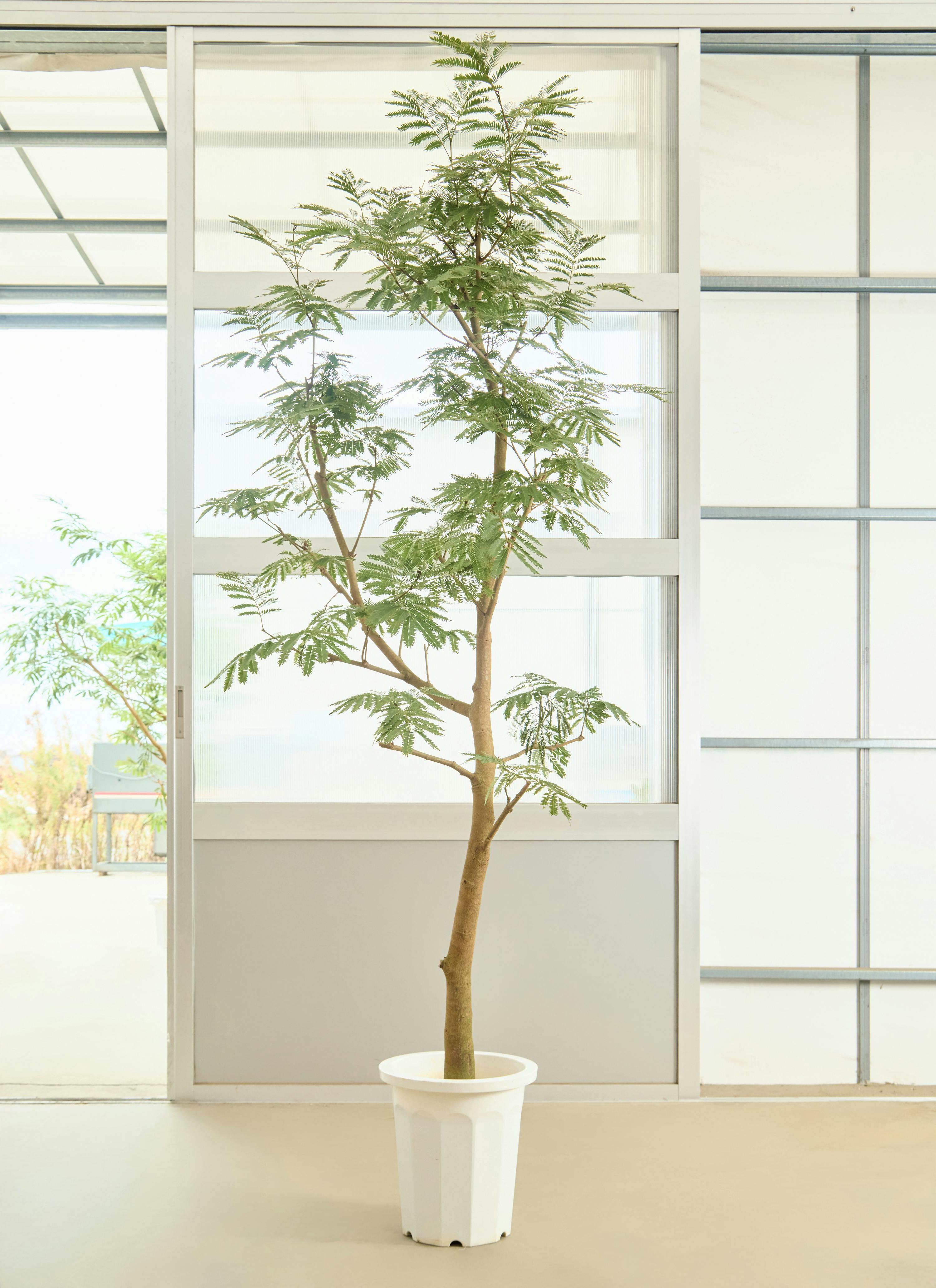 エバーフレッシュ 1点もの（現品・現物） | 観葉植物 | 送料無料でお