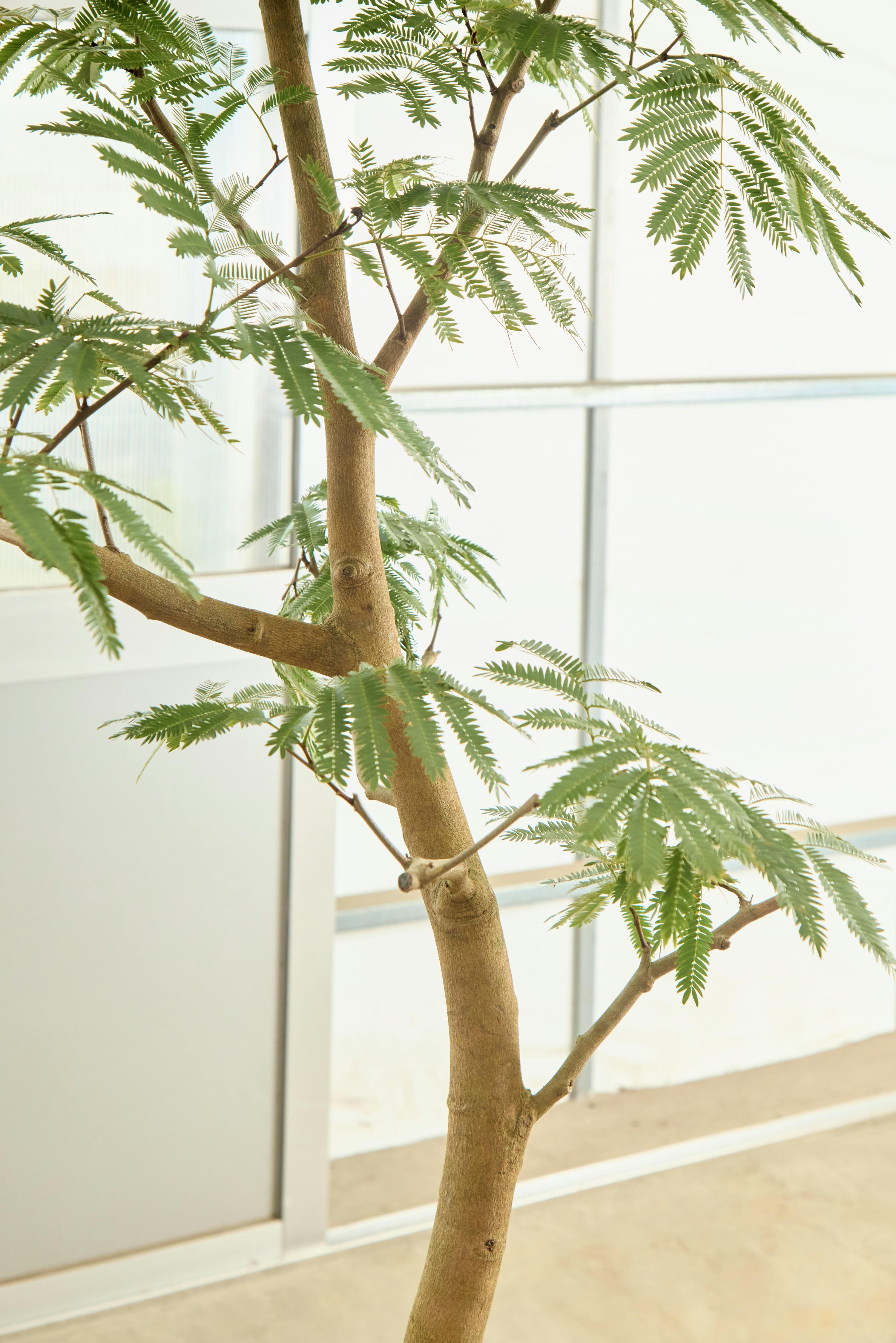 観葉植物 エバーフレッシュ【225cm】10号 プラスチック鉢 #70005 ※1都3