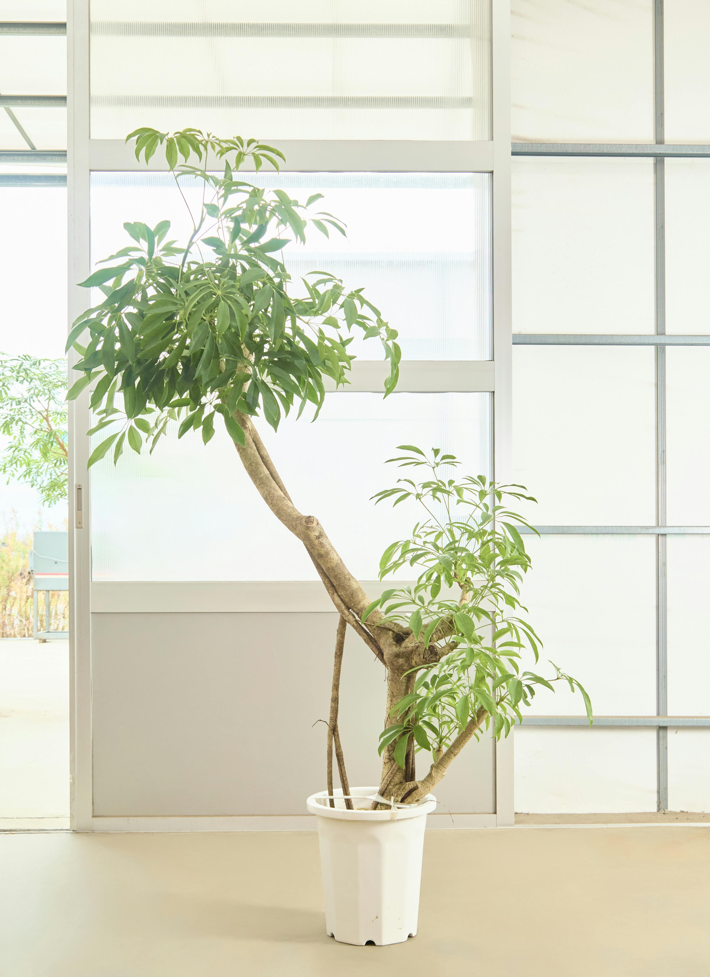 カポック（シェフレラ） 10号 | 観葉植物 | インテリアやギフトに