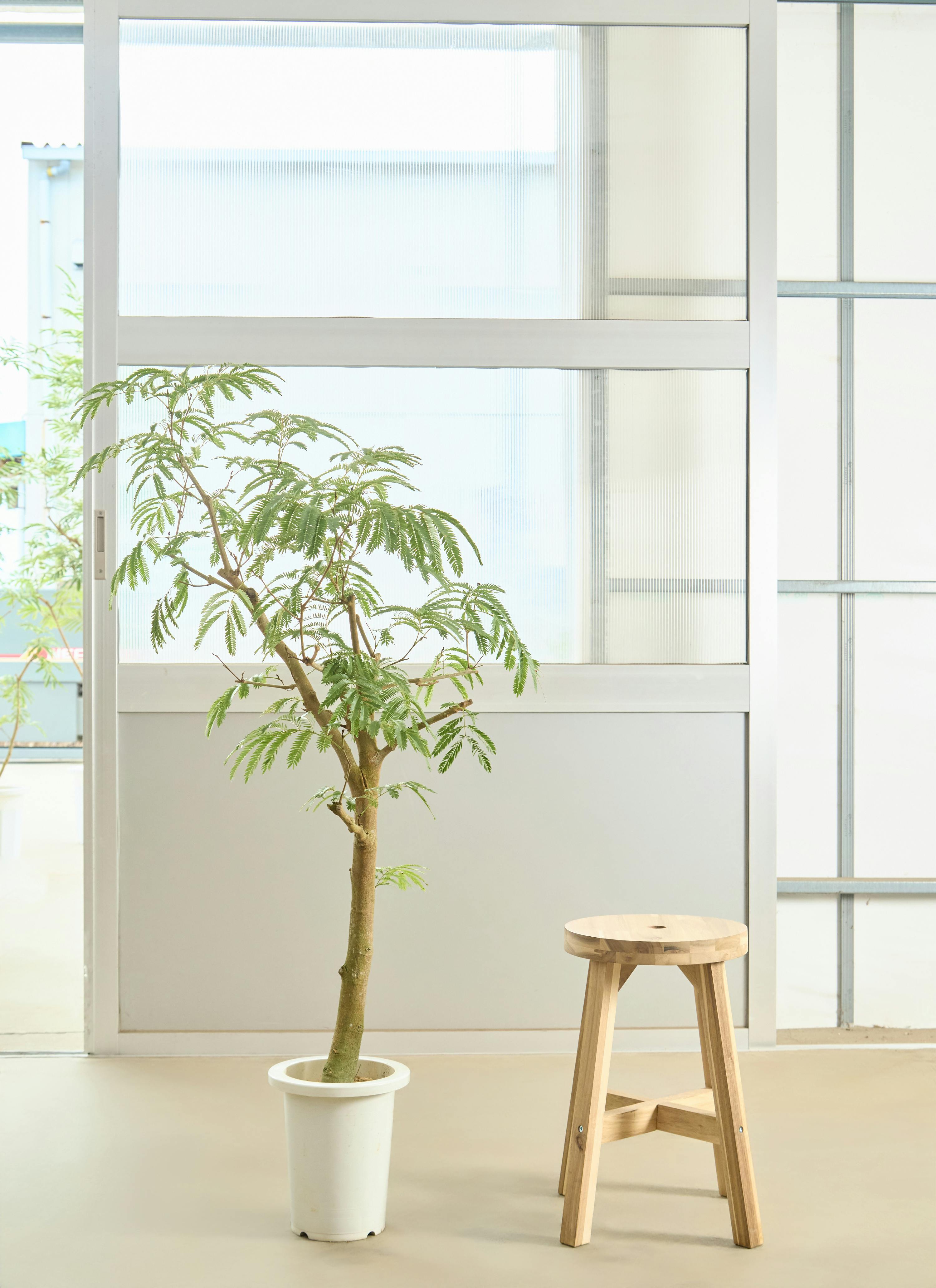 観葉植物 エバーフレッシュ【135cm】7号 プラスチック鉢 #70003 | 観葉