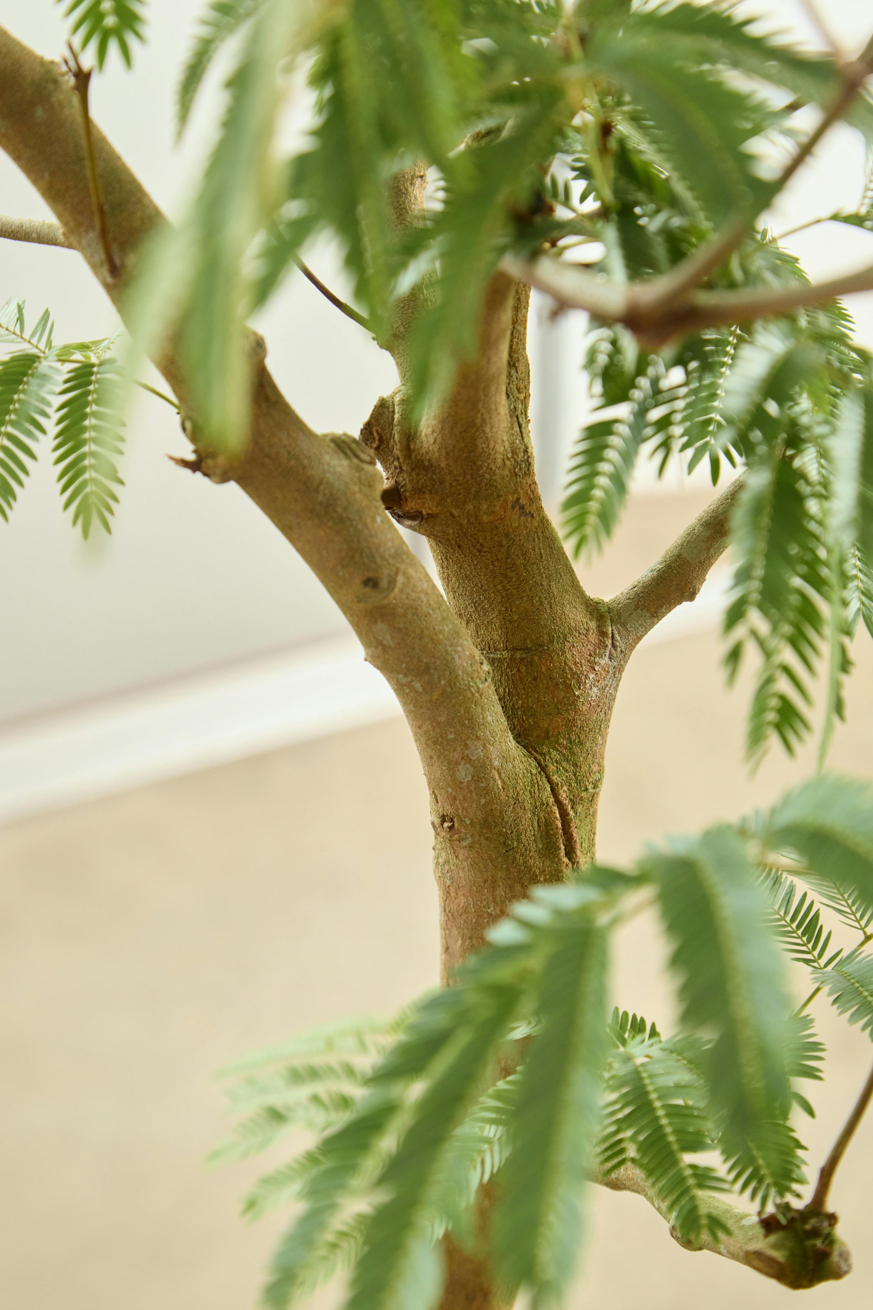 観葉植物 エバーフレッシュ【135cm】7号 プラスチック鉢 #70003 | 観葉