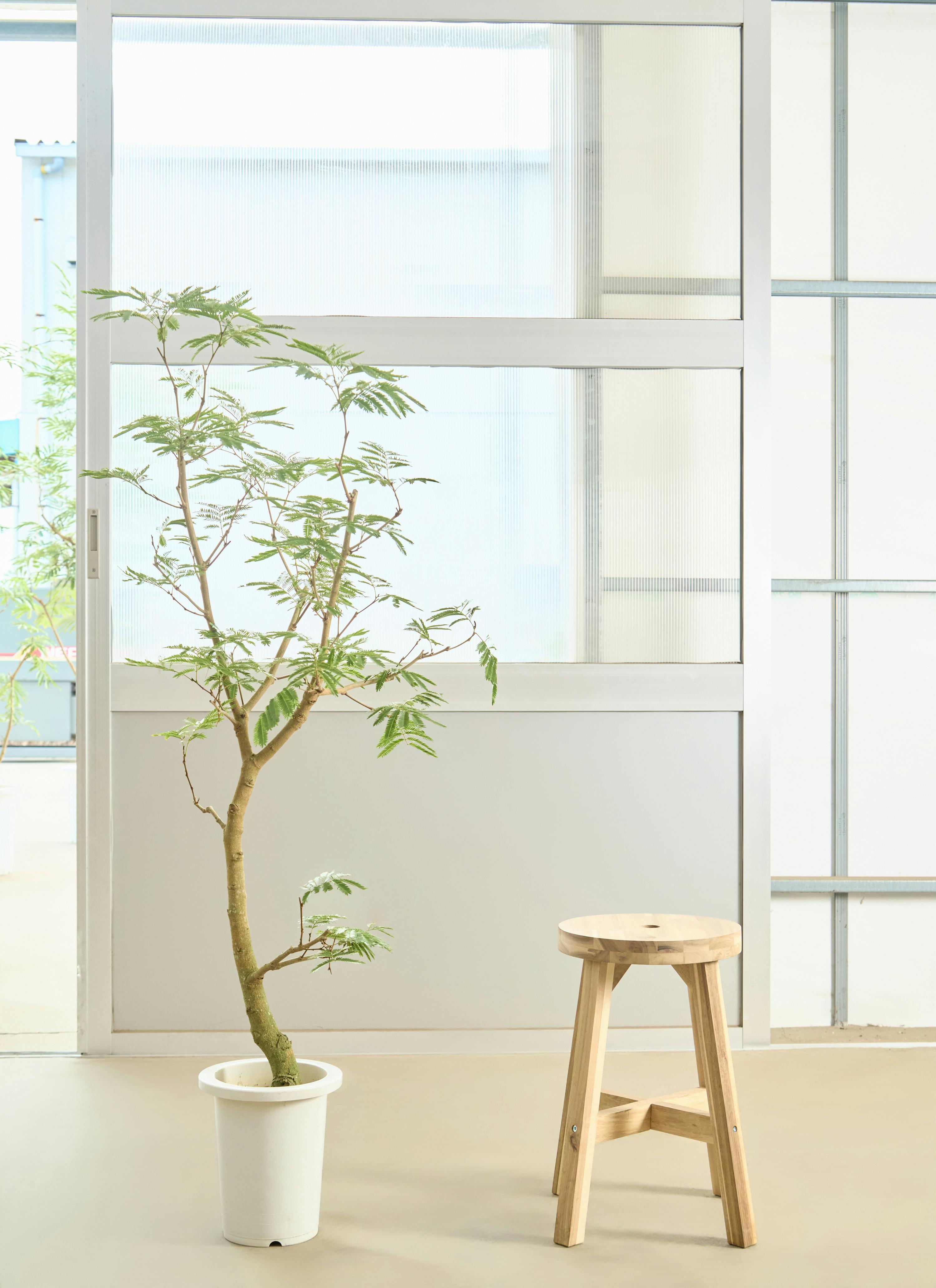 エバーフレッシュ 7号 | 観葉植物の通販ならHitoHana（ひとはな）