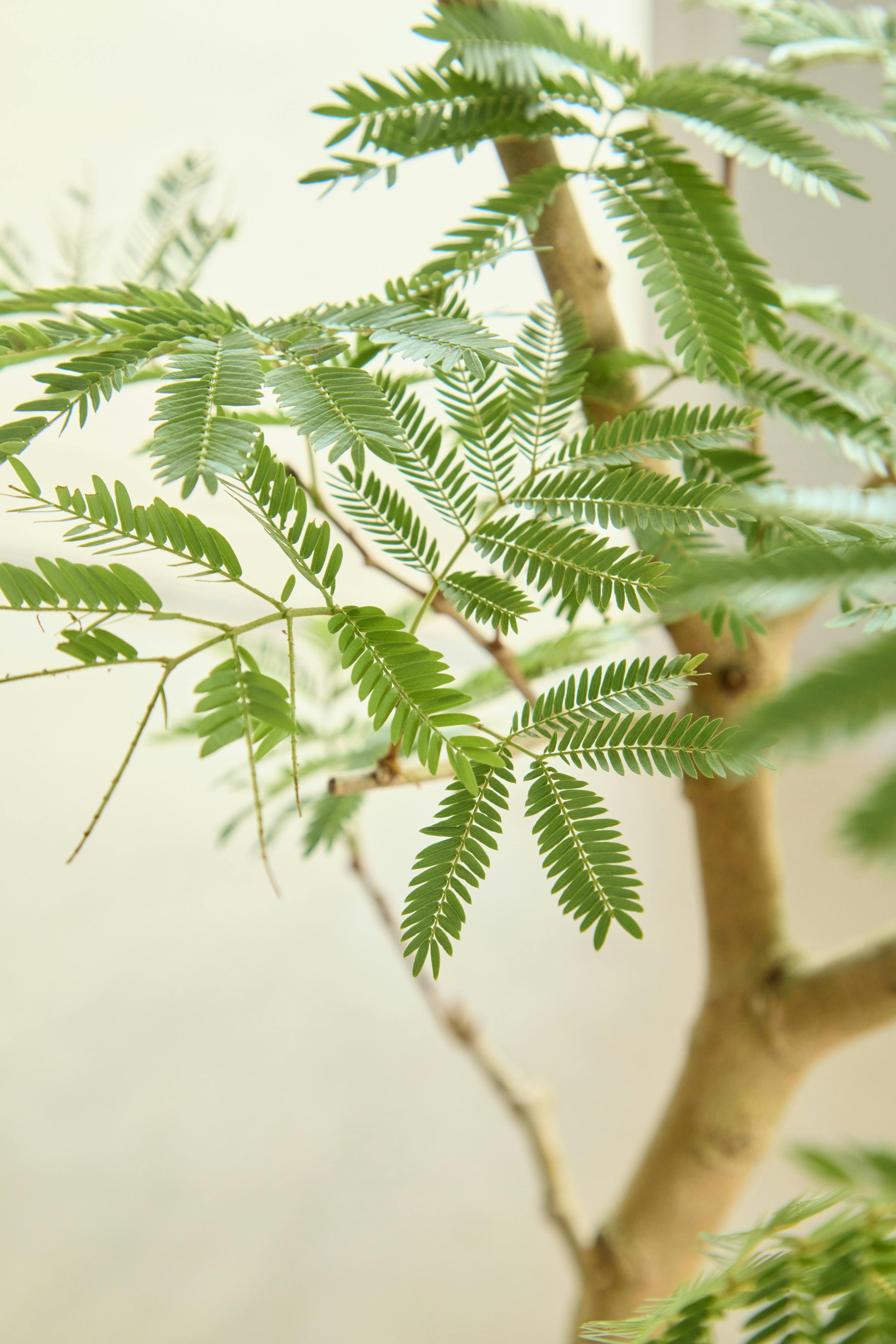 【最終値下げ】観葉植物 エバーフレッシュ 観葉植物 エバーフレッシュ 5号 プラスチック鉢 | 観葉植物なら