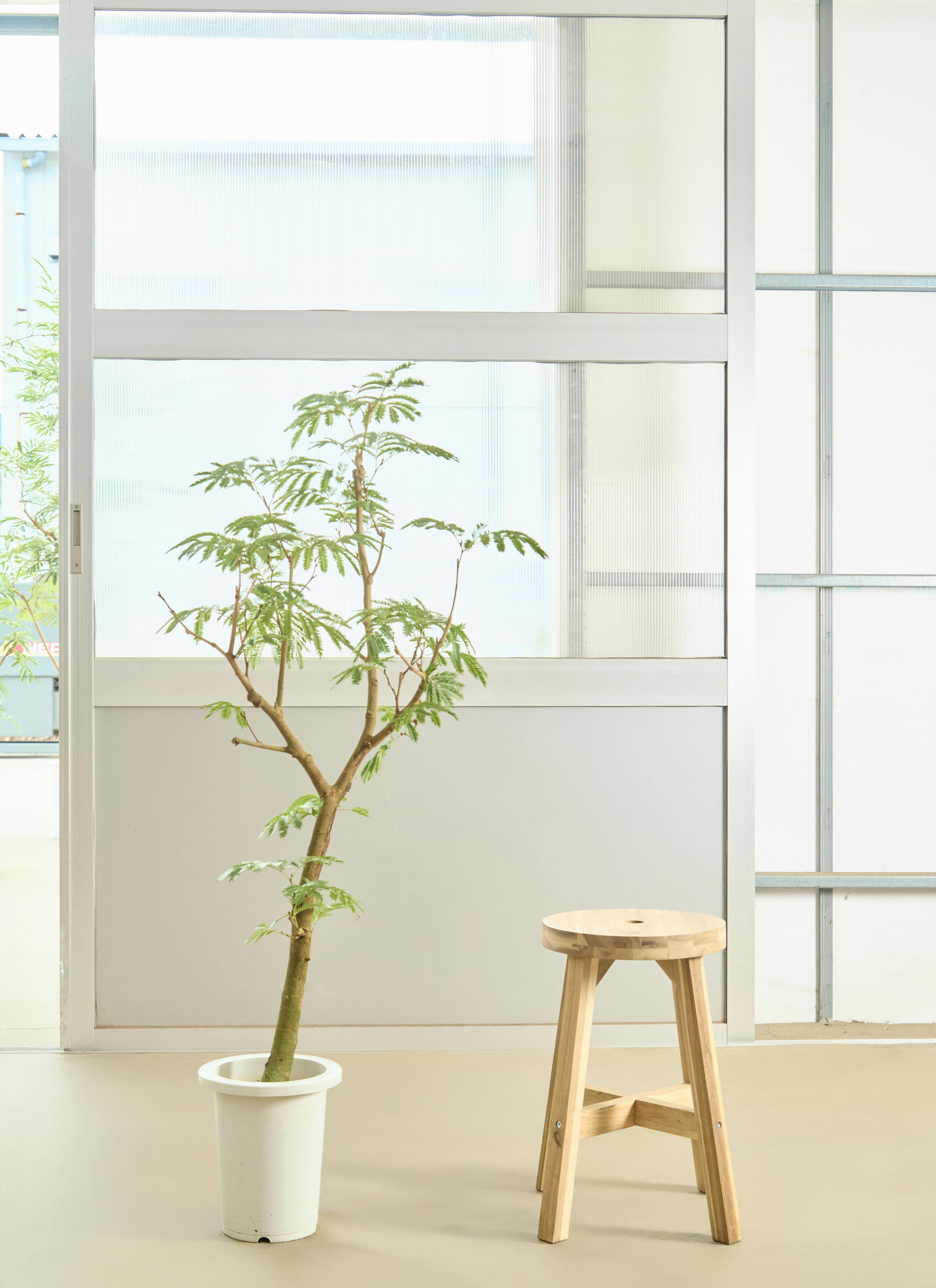 エバーフレッシュ エバーフレッシュ L | 観葉植物の通販 AND PLANTS (アンドプランツ)