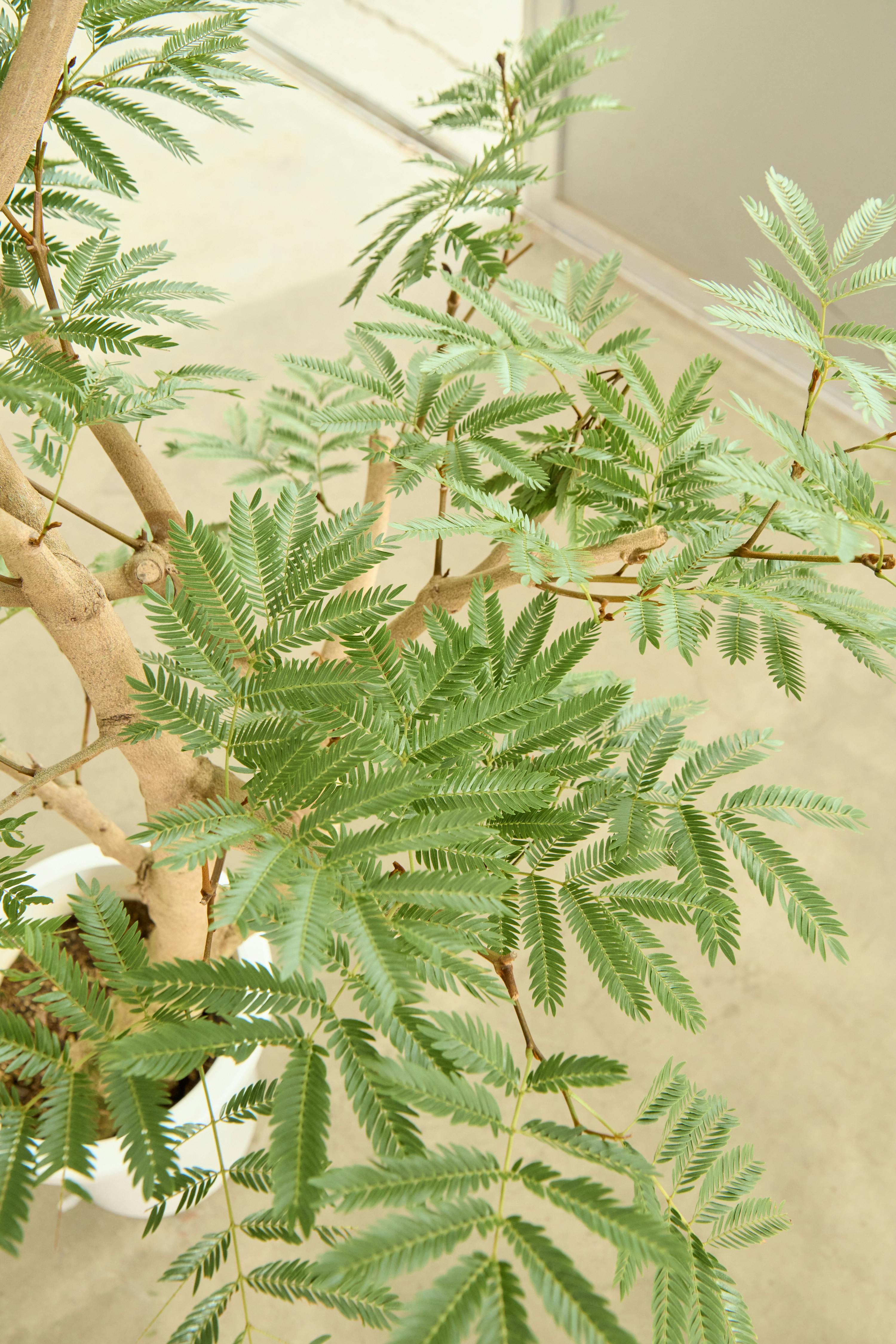 観葉植物 エバーフレッシュ【145cm】 8号 プラスチック鉢 #70000