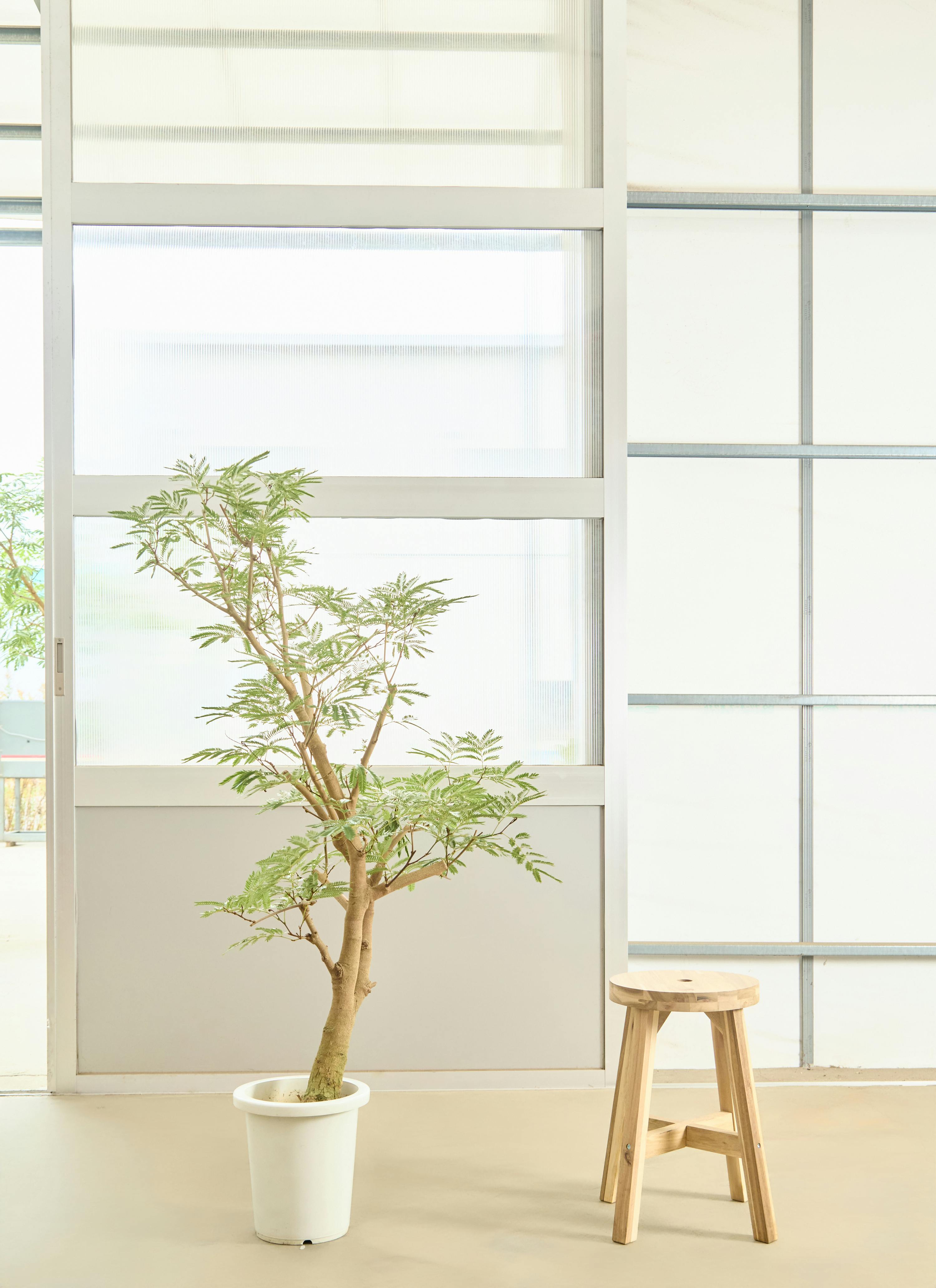 観葉植物 エバーフレッシュ【145cm】 8号 プラスチック鉢 #70000