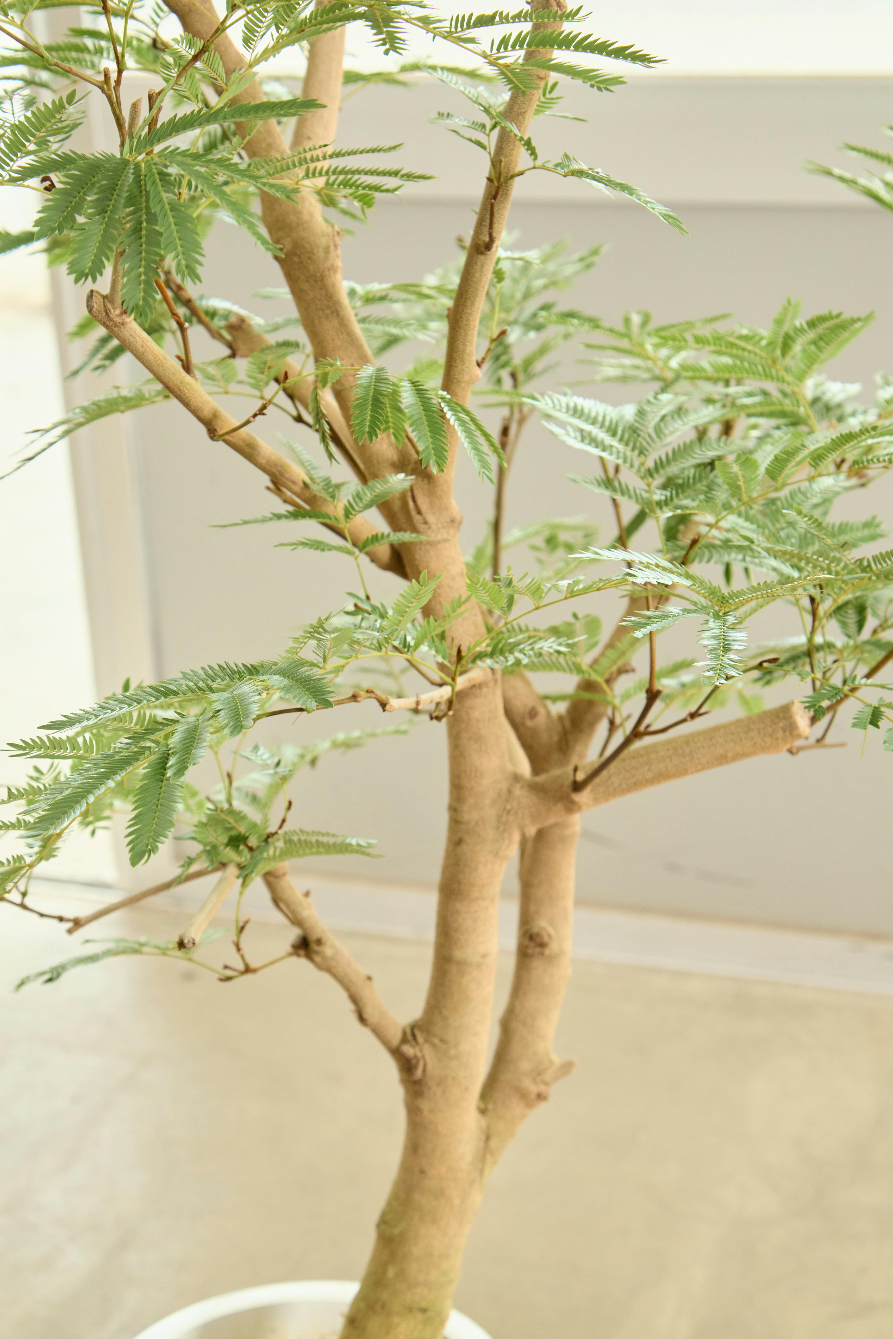 エバーフレッシュ　リビングサイズ　no10　８号　高さ145ｃｍ エバーフレッシュ リビングサイズ no10 8号 高さ145cm