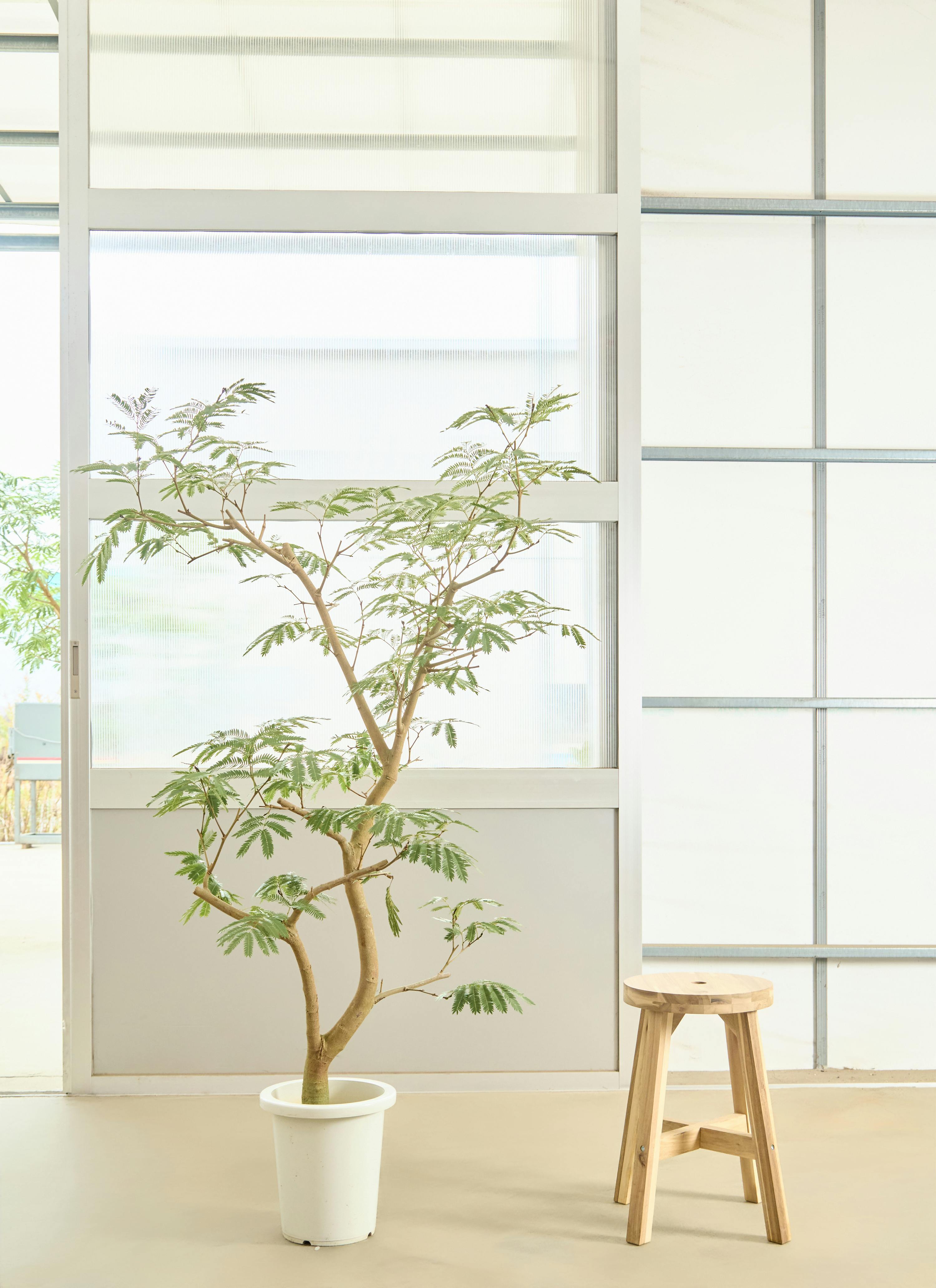 エバーフレッシュ 8号 | 観葉植物 | インテリアやギフトに - Hitohana