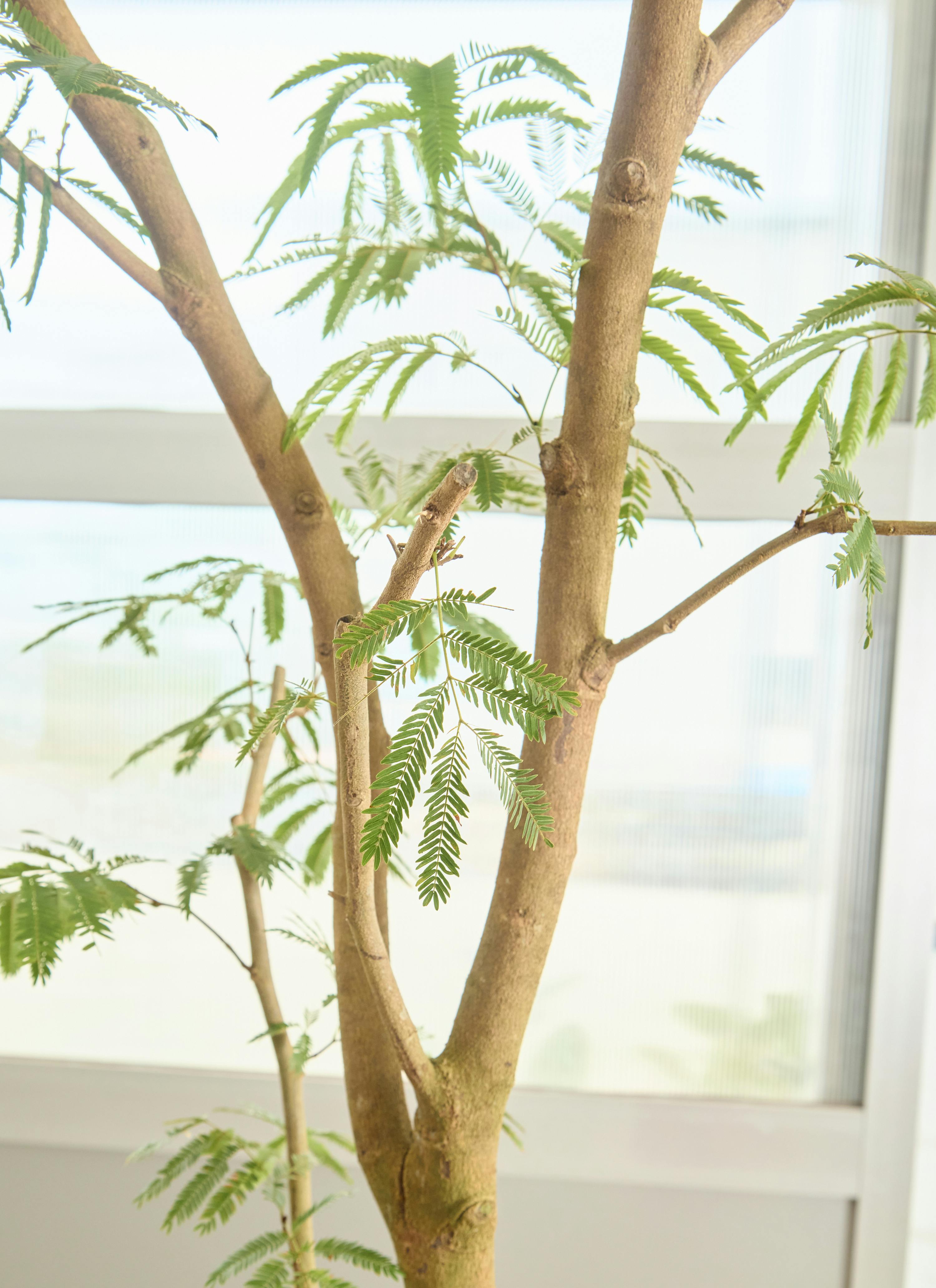 観葉植物 エバーフレッシュ【220cm】10号 プラスチック鉢 #69998 ※1都3