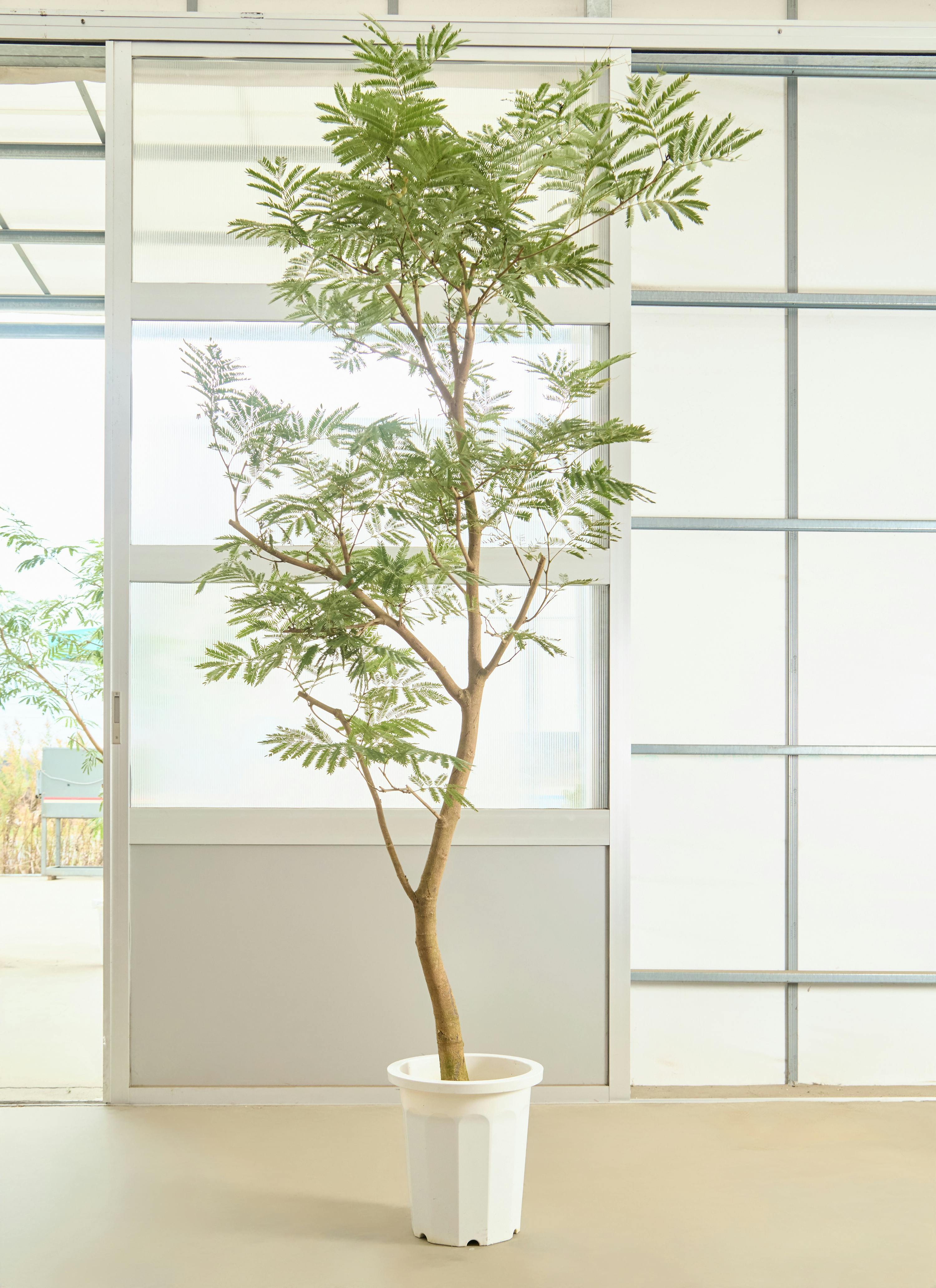 観葉植物 エバーフレッシュ【250cm】10号 プラスチック鉢 #69997 ※1都3